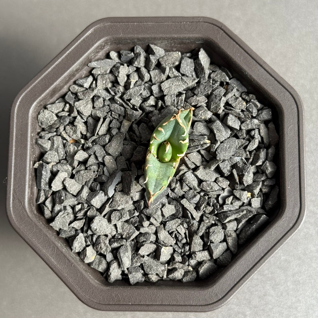 【CAUDEXSAN】<br>アガベ チタノタ '鬼爪' GT-12-1