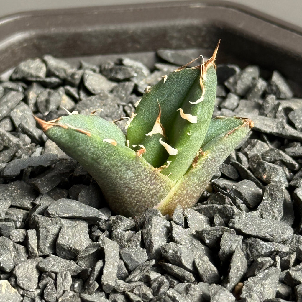 【CAUDEXSAN】<br>アガベ チタノタ '鬼爪' GT-12-1