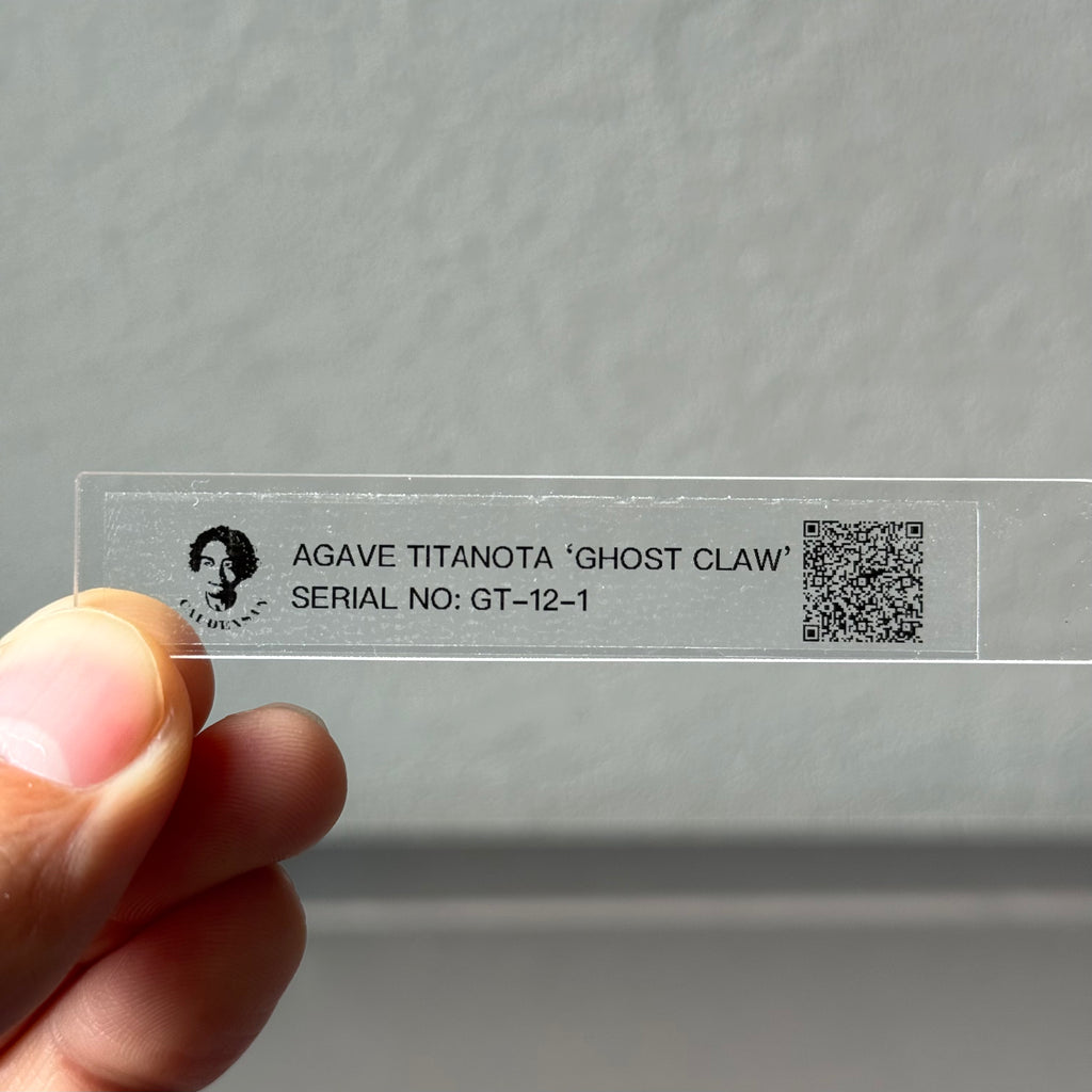 【CAUDEXSAN】<br>アガベ チタノタ '鬼爪' GT-12-1