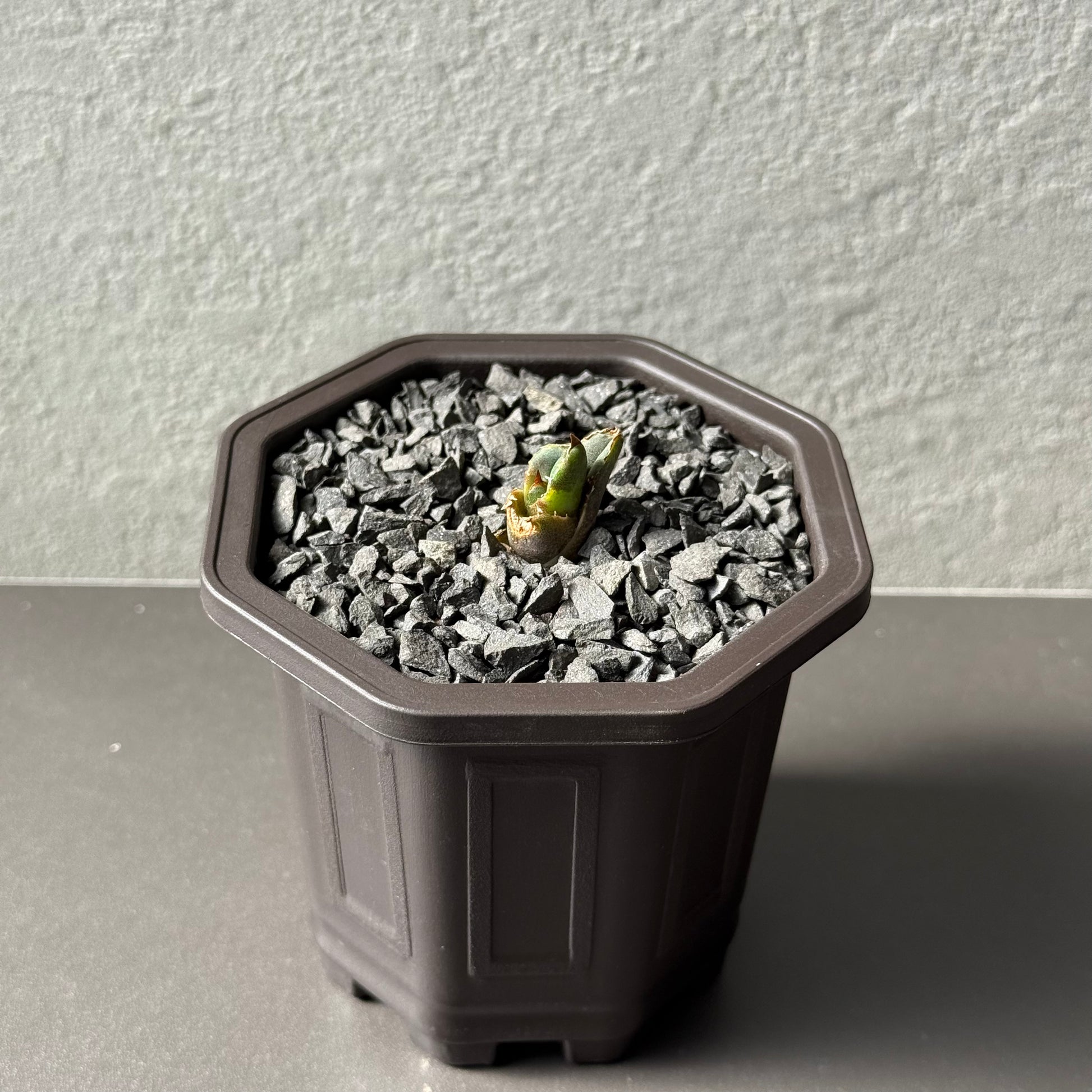 【CAUDEXSAN】<br>アガベ チタノタ<br>ホワイトファイヤー<br>'White fire' GT-22-1