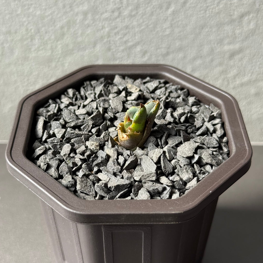 【CAUDEXSAN】<br>アガベ チタノタ<br>ホワイトファイヤー<br>'White fire' GT-22-1