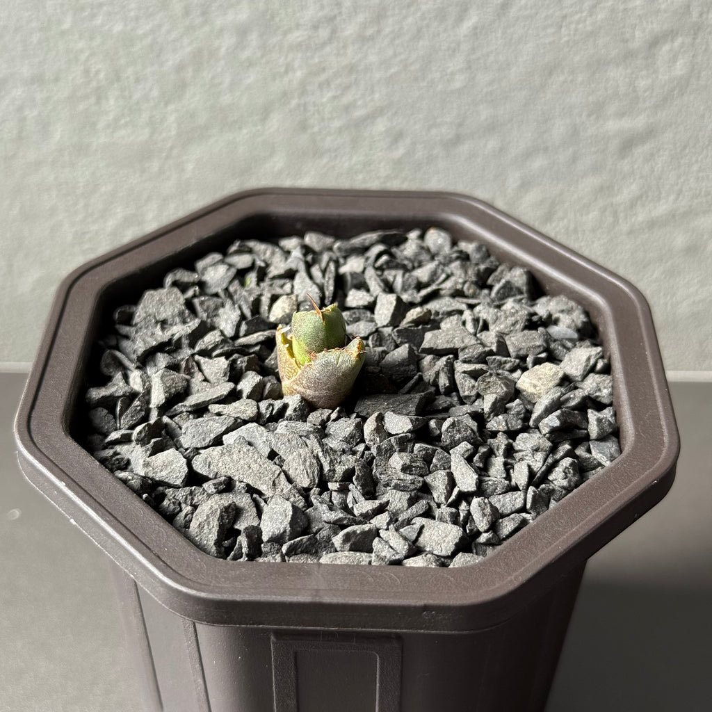 【CAUDEXSAN】<br>アガベ チタノタ<br>ホワイトファイヤー<br>'White fire' GT-22-1