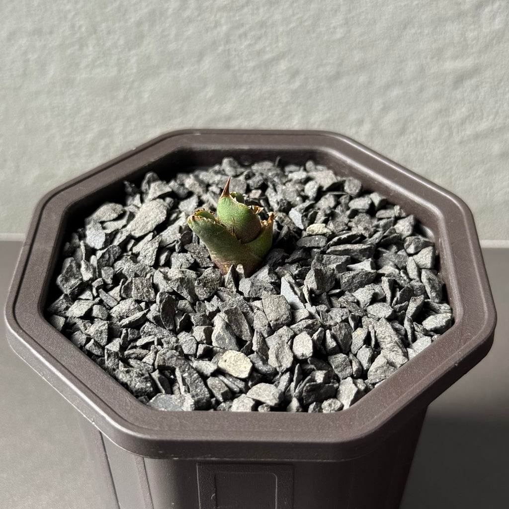 【CAUDEXSAN】<br>アガベ チタノタ<br>ホワイトファイヤー<br>'White fire' GT-22-1