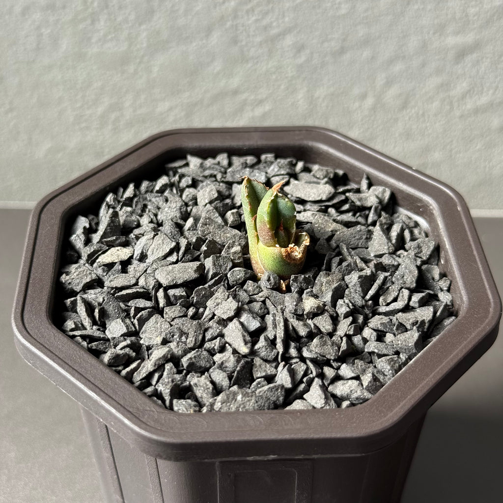 【CAUDEXSAN】<br>アガベ チタノタ<br>ホワイトファイヤー<br>'White fire' GT-22-1