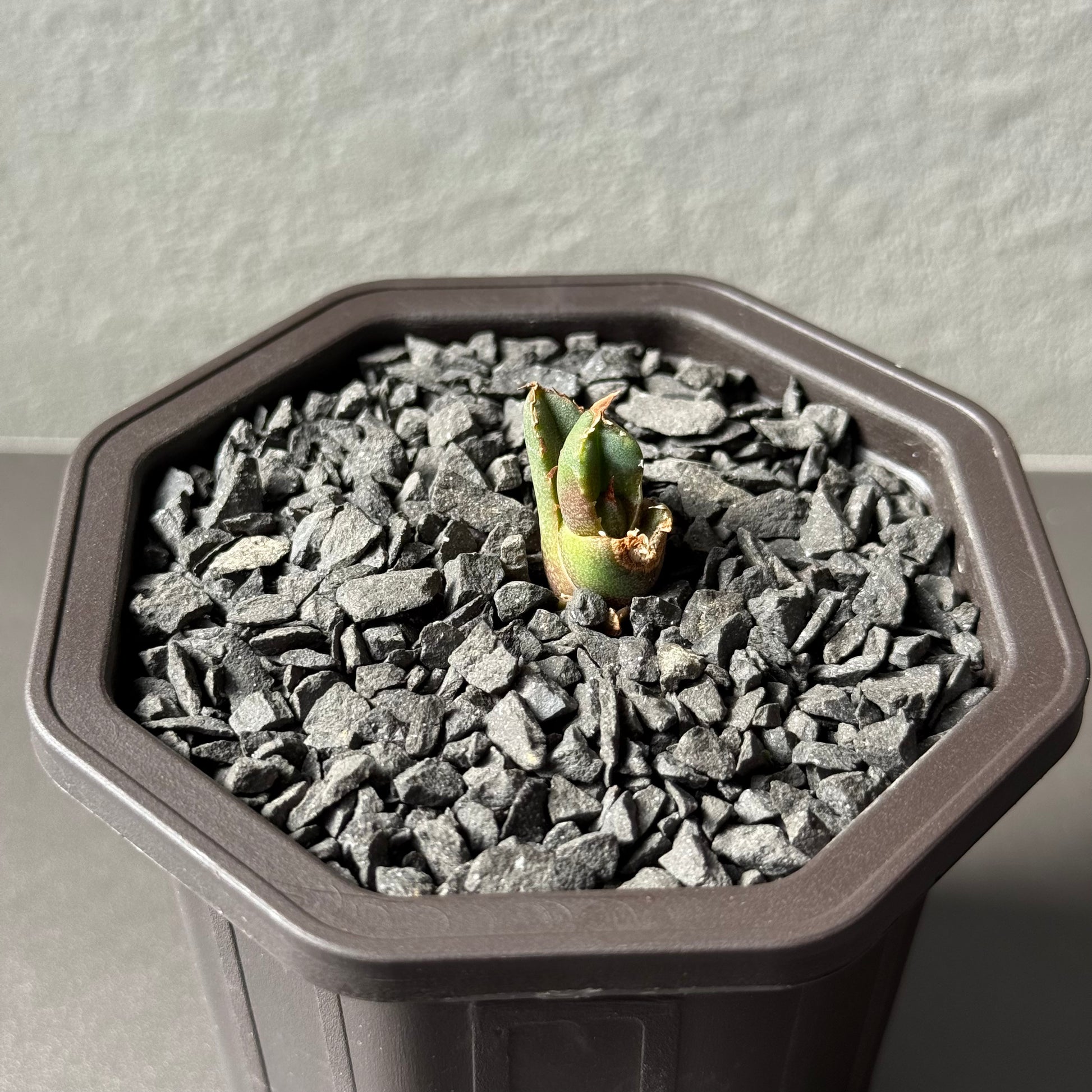 【CAUDEXSAN】<br>アガベ チタノタ<br>ホワイトファイヤー<br>'White fire' GT-22-1