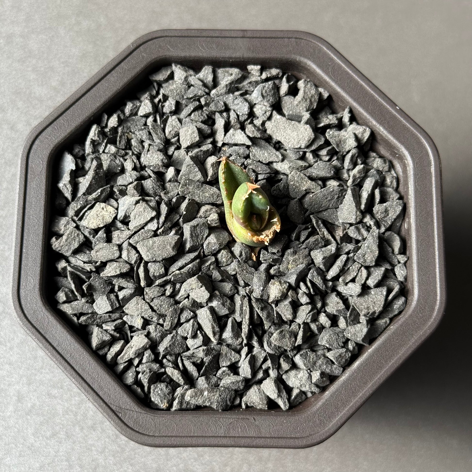 【CAUDEXSAN】<br>アガベ チタノタ<br>ホワイトファイヤー<br>'White fire' GT-22-1