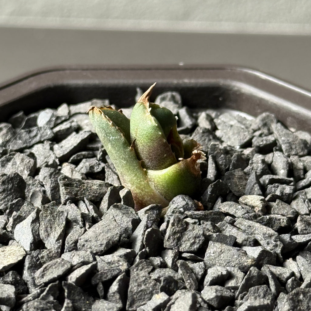 【CAUDEXSAN】<br>アガベ チタノタ<br>ホワイトファイヤー<br>'White fire' GT-22-1