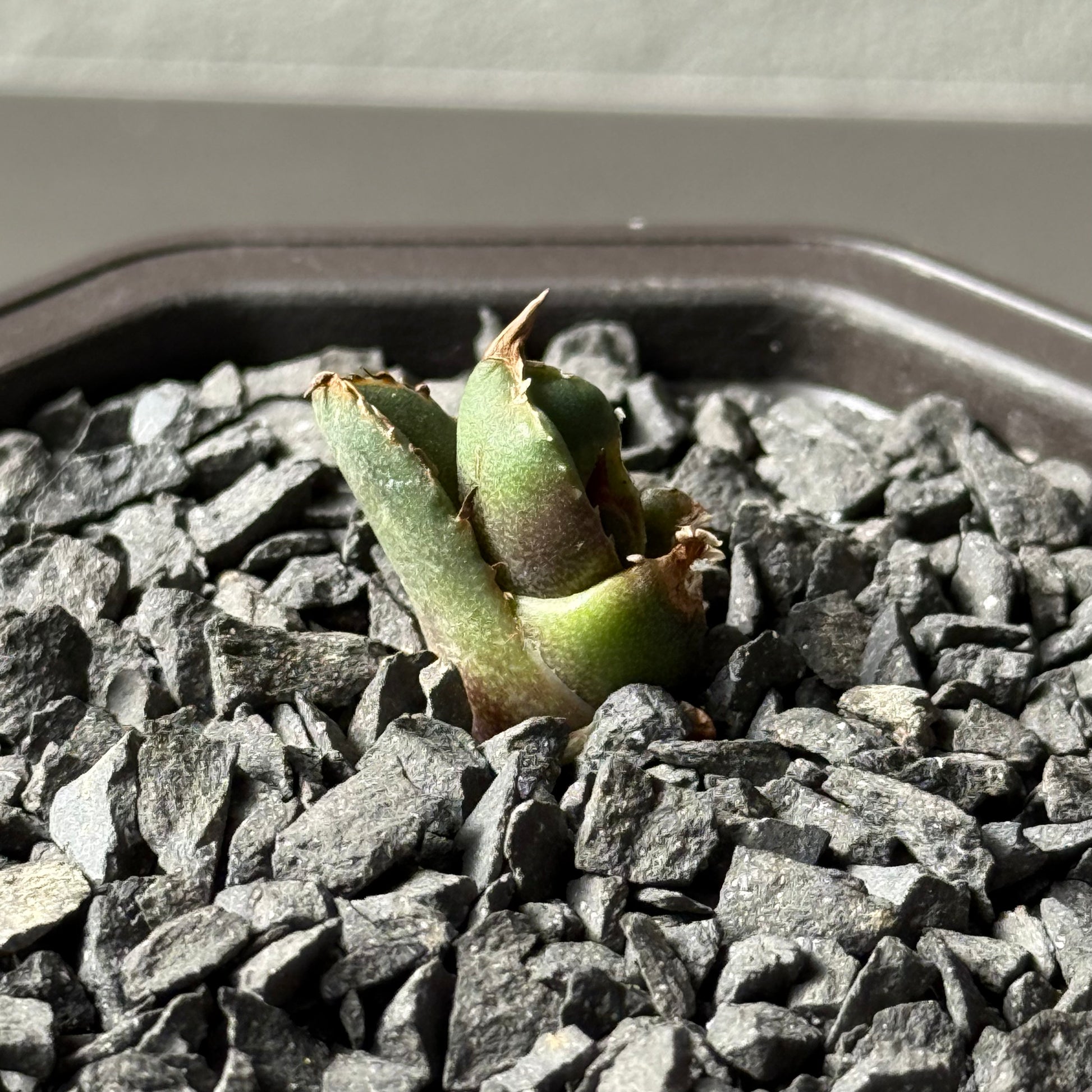 【CAUDEXSAN】<br>アガベ チタノタ<br>ホワイトファイヤー<br>'White fire' GT-22-1