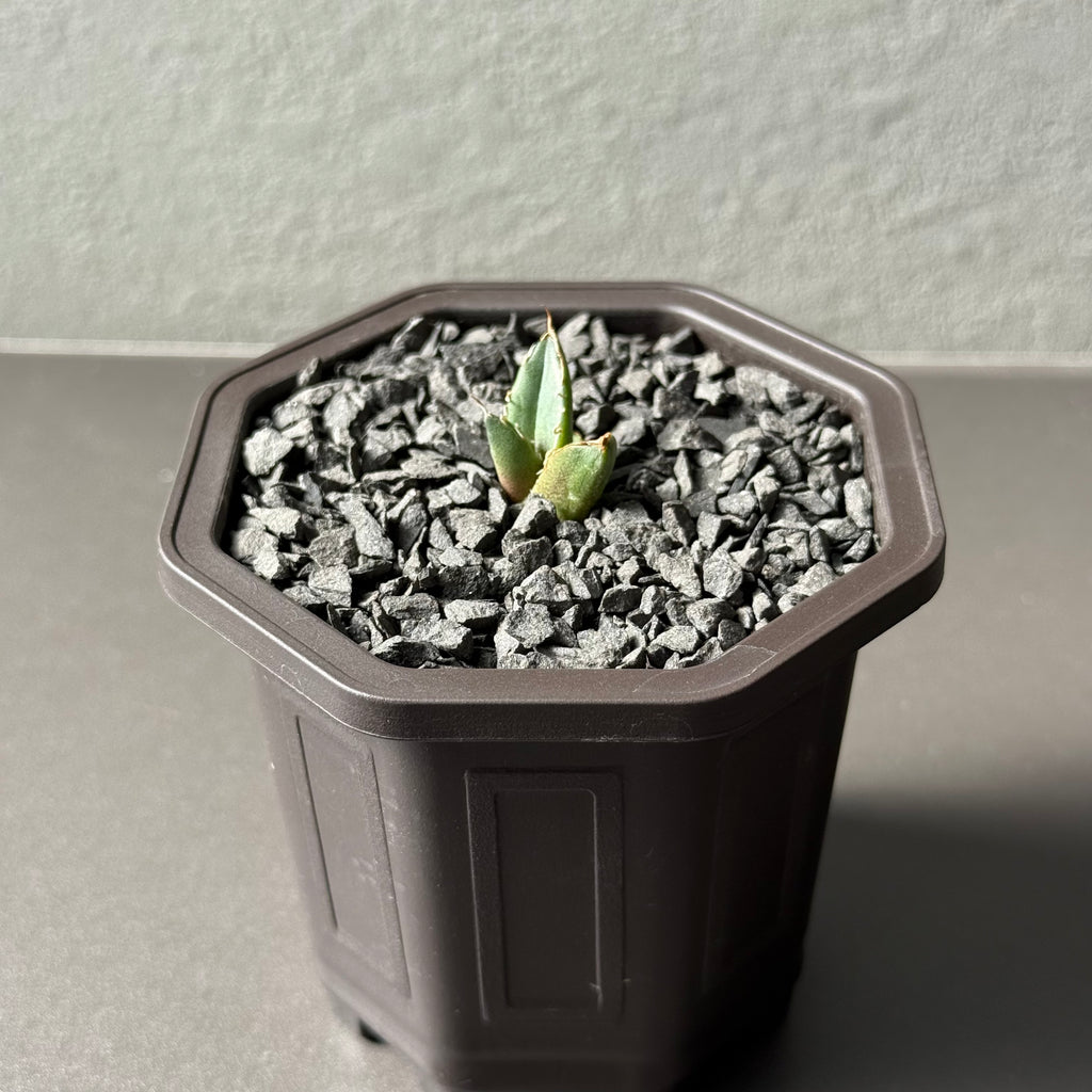 【CAUDEXSAN】<br>アガベ チタノタ<br>ホワイトファイヤー<br>'White fire' GT-23-1