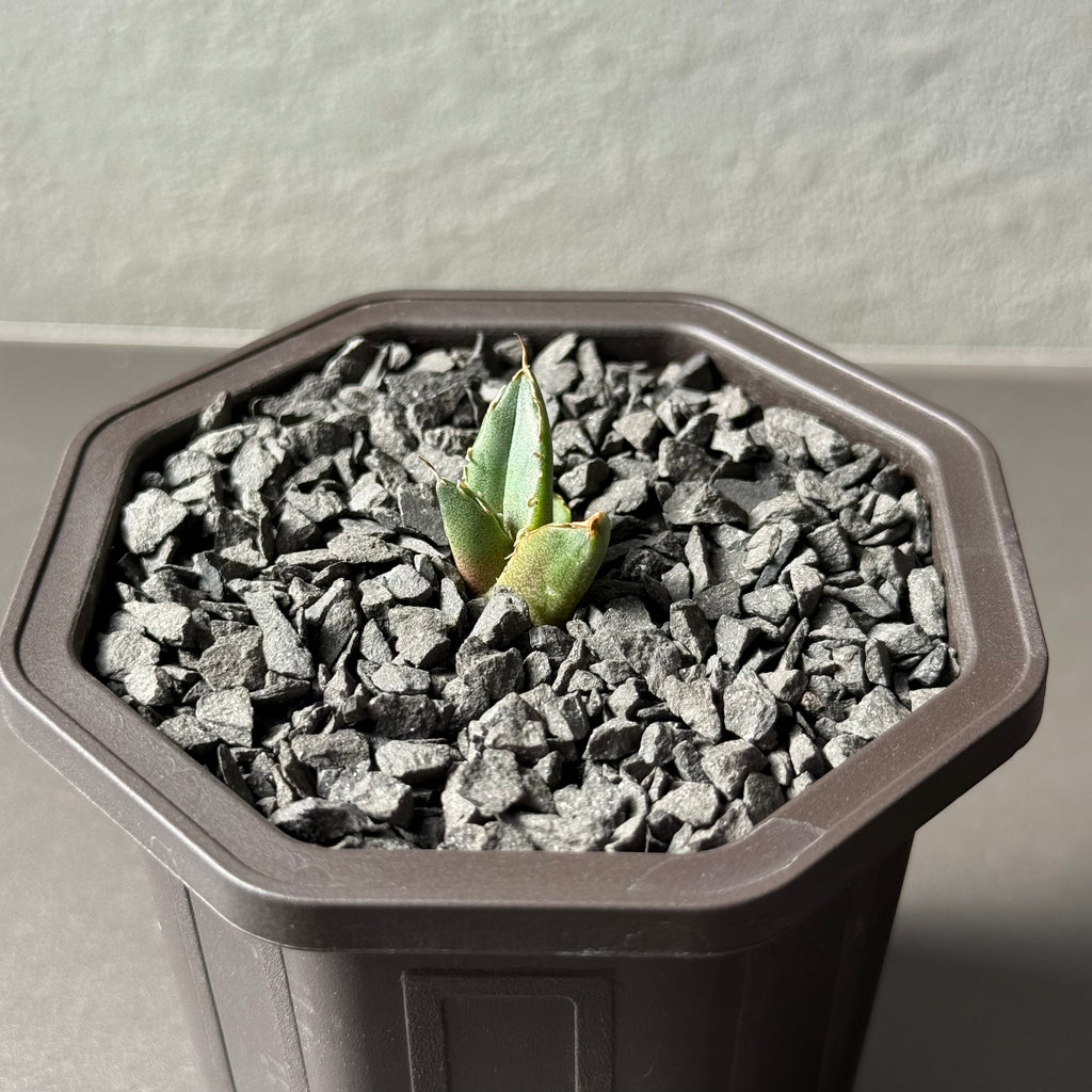 【CAUDEXSAN】<br>アガベ チタノタ<br>ホワイトファイヤー<br>'White fire' GT-23-1