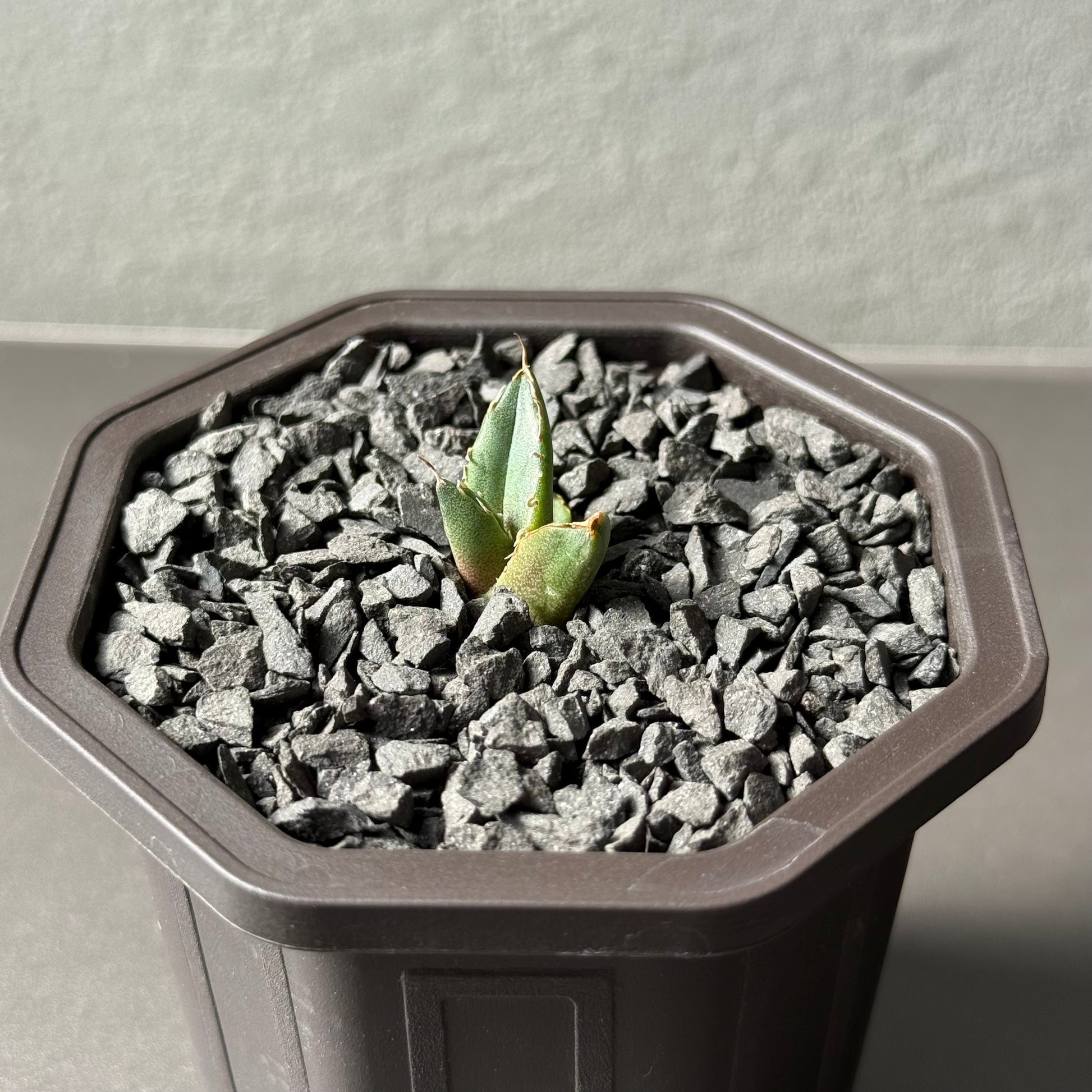 【CAUDEXSAN】<br>アガベ チタノタ<br>ホワイトファイヤー<br>'White fire' GT-23-1