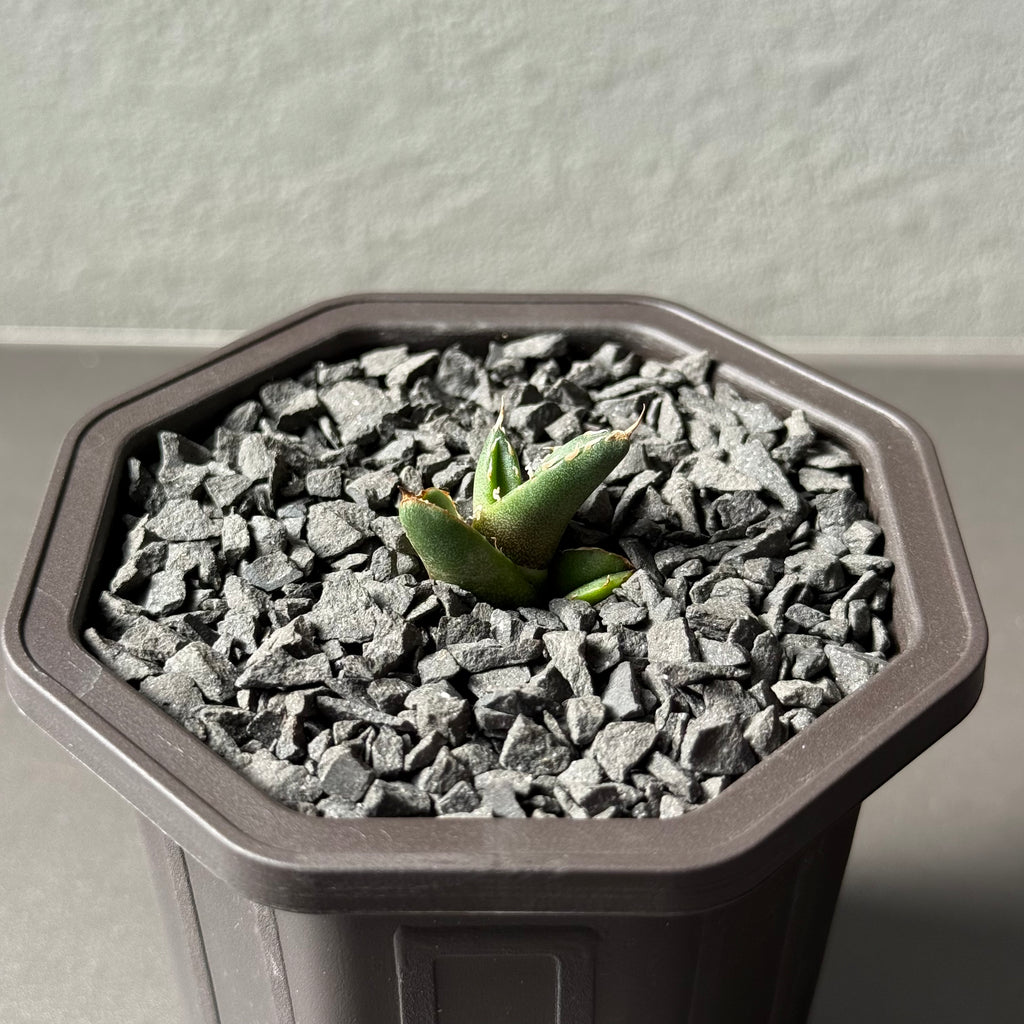 【CAUDEXSAN】<br>アガベ チタノタ<br>ホワイトファイヤー<br>'White fire' GT-23-1