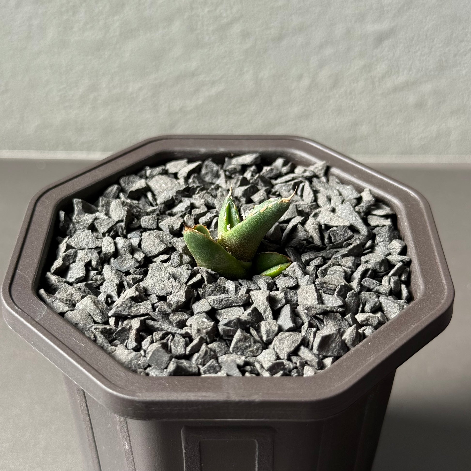 【CAUDEXSAN】<br>アガベ チタノタ<br>ホワイトファイヤー<br>'White fire' GT-23-1