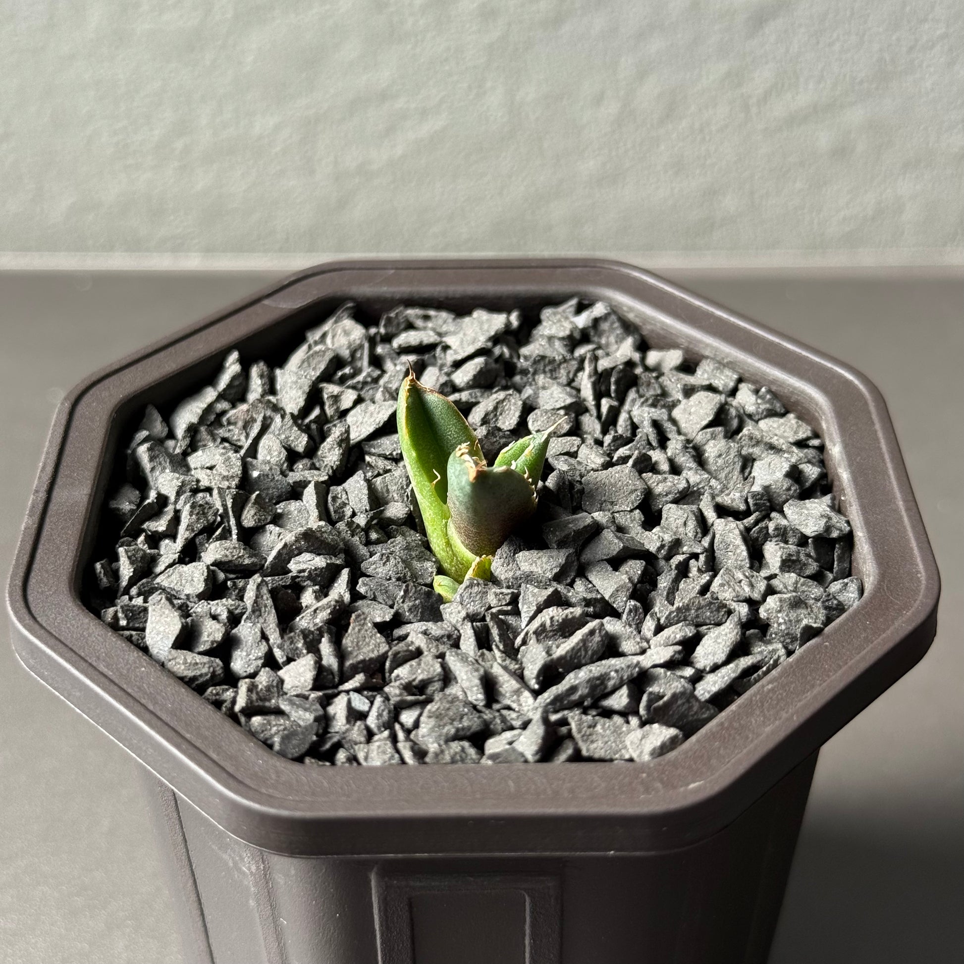 【CAUDEXSAN】<br>アガベ チタノタ<br>ホワイトファイヤー<br>'White fire' GT-23-1