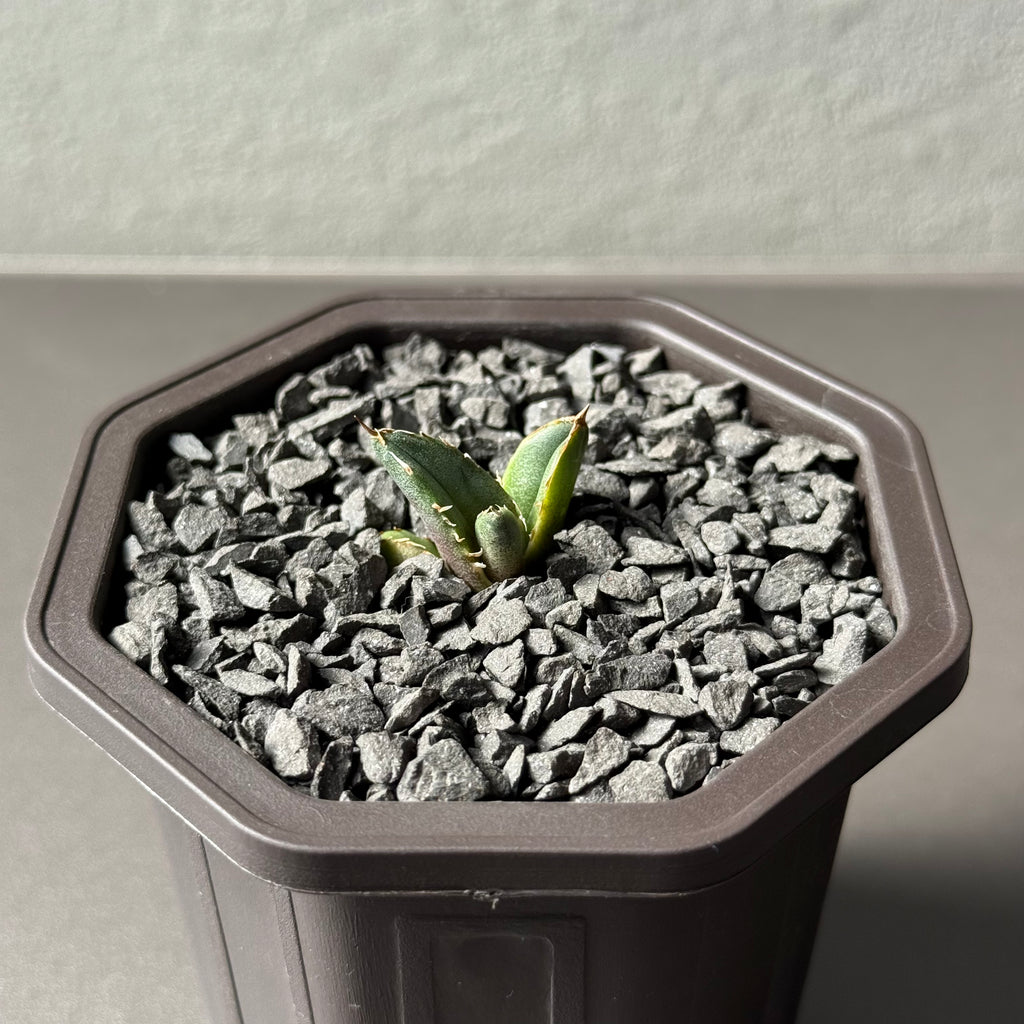 【CAUDEXSAN】<br>アガベ チタノタ<br>ホワイトファイヤー<br>'White fire' GT-23-1