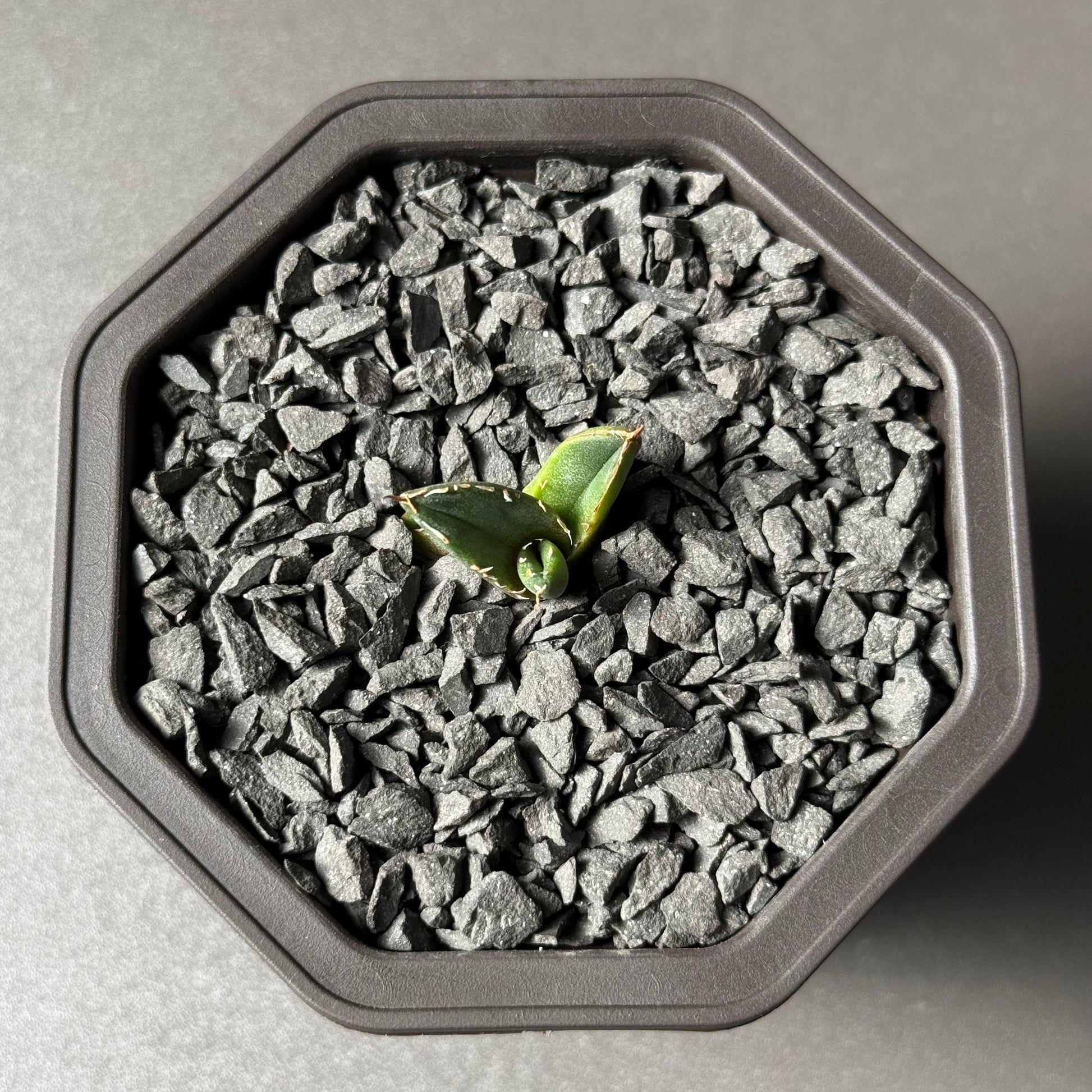 【CAUDEXSAN】<br>アガベ チタノタ<br>ホワイトファイヤー<br>'White fire' GT-23-1