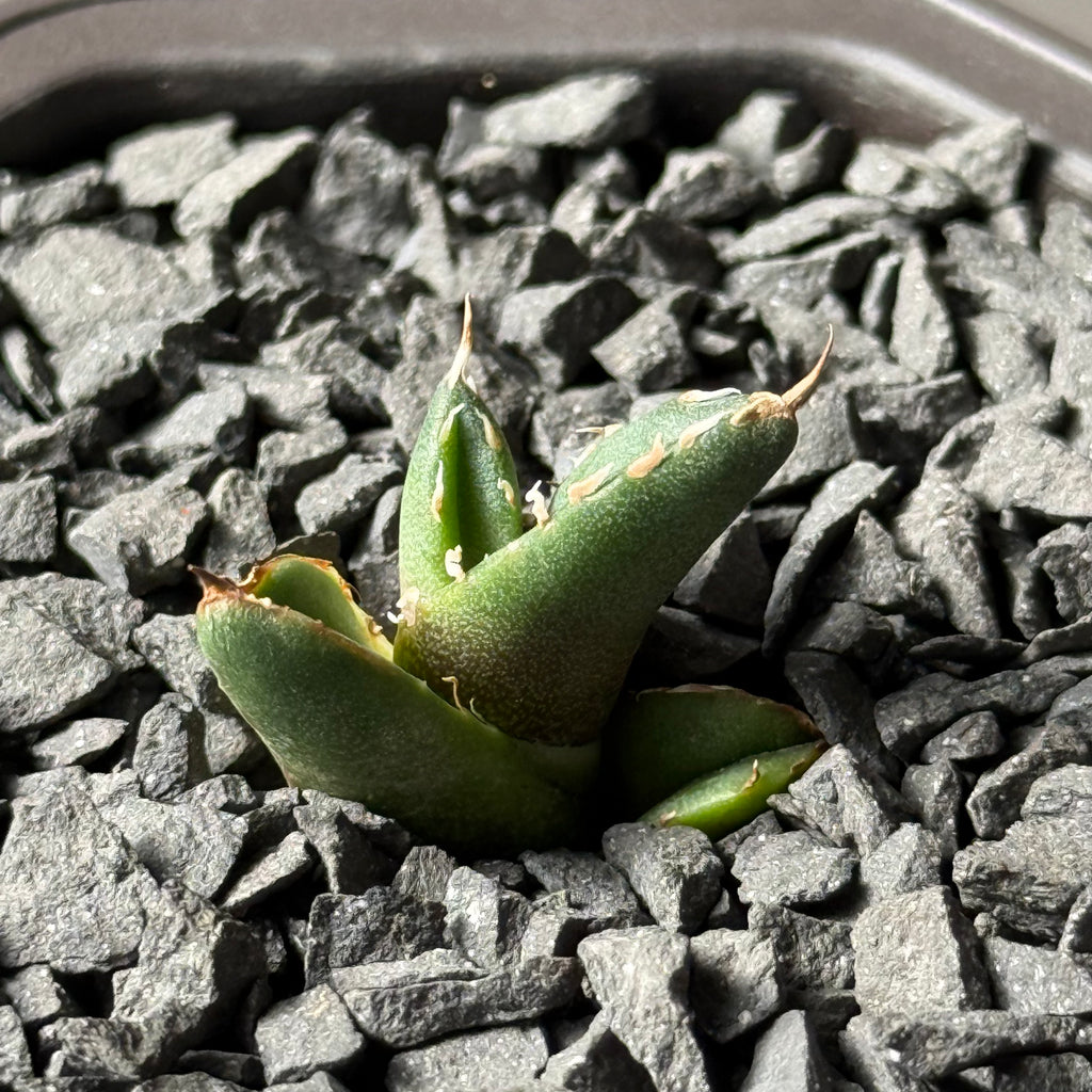 【CAUDEXSAN】<br>アガベ チタノタ<br>ホワイトファイヤー<br>'White fire' GT-23-1