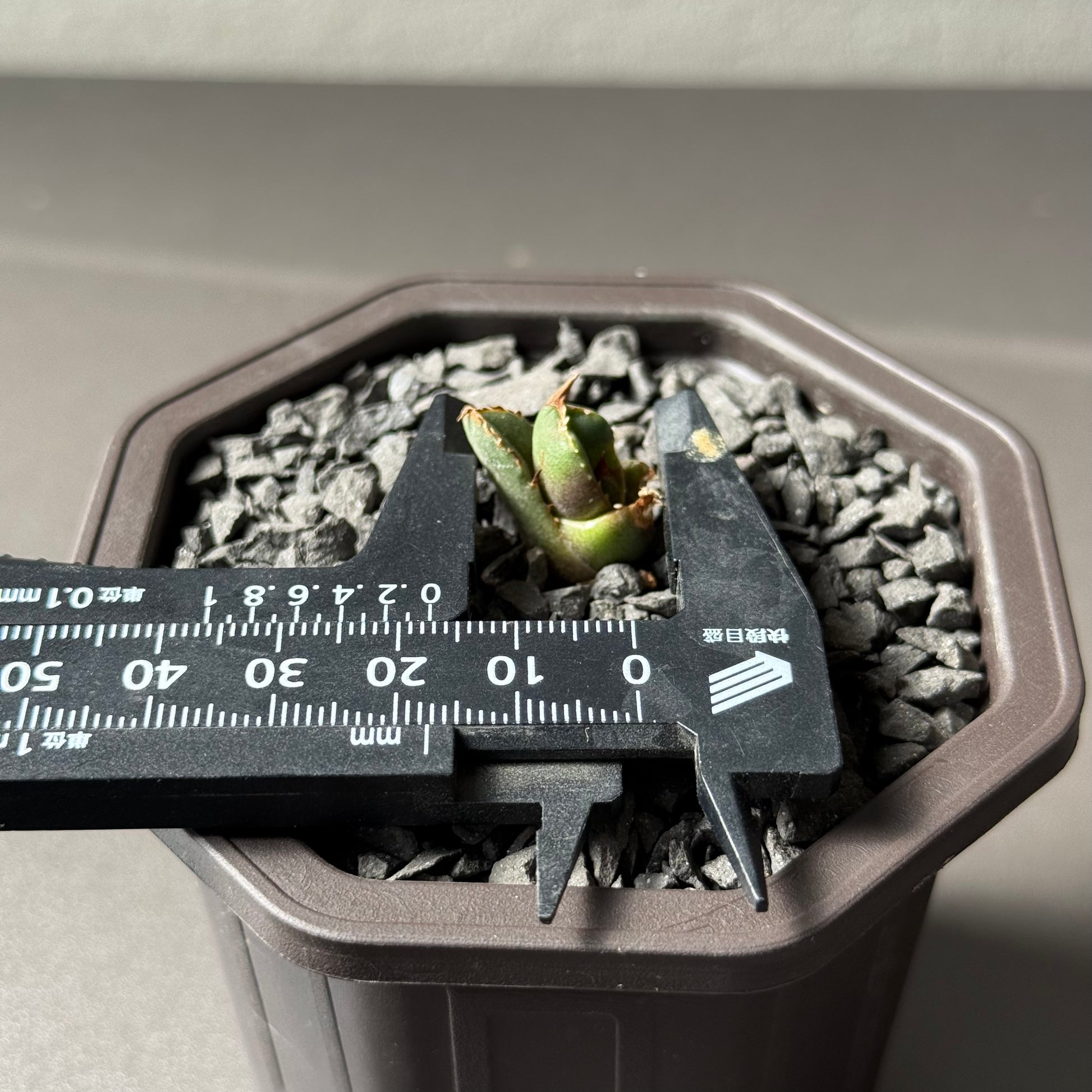 【CAUDEXSAN】<br>アガベ チタノタ<br>ホワイトファイヤー<br>'White fire' GT-22-1