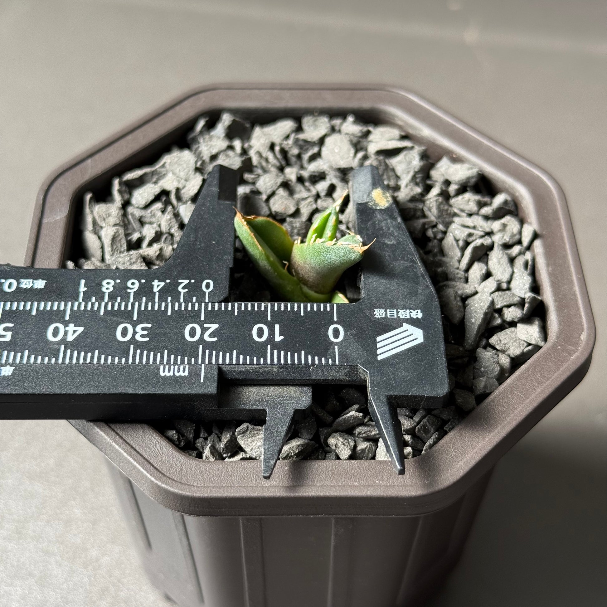 【CAUDEXSAN】<br>アガベ チタノタ<br>ホワイトファイヤー<br>'White fire' GT-23-1