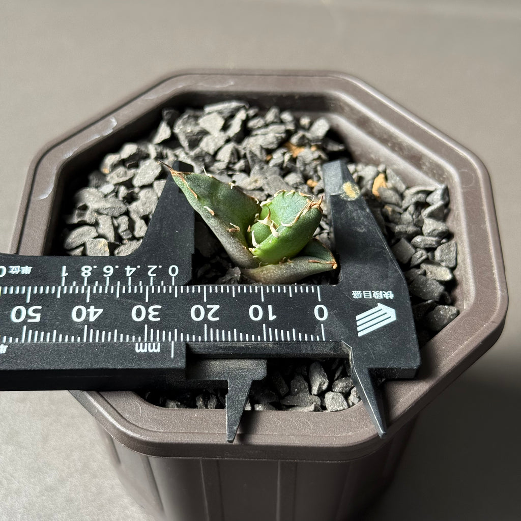 【CAUDEXSAN】<br>アガベ チタノタ '鬼爪' GT-12-1