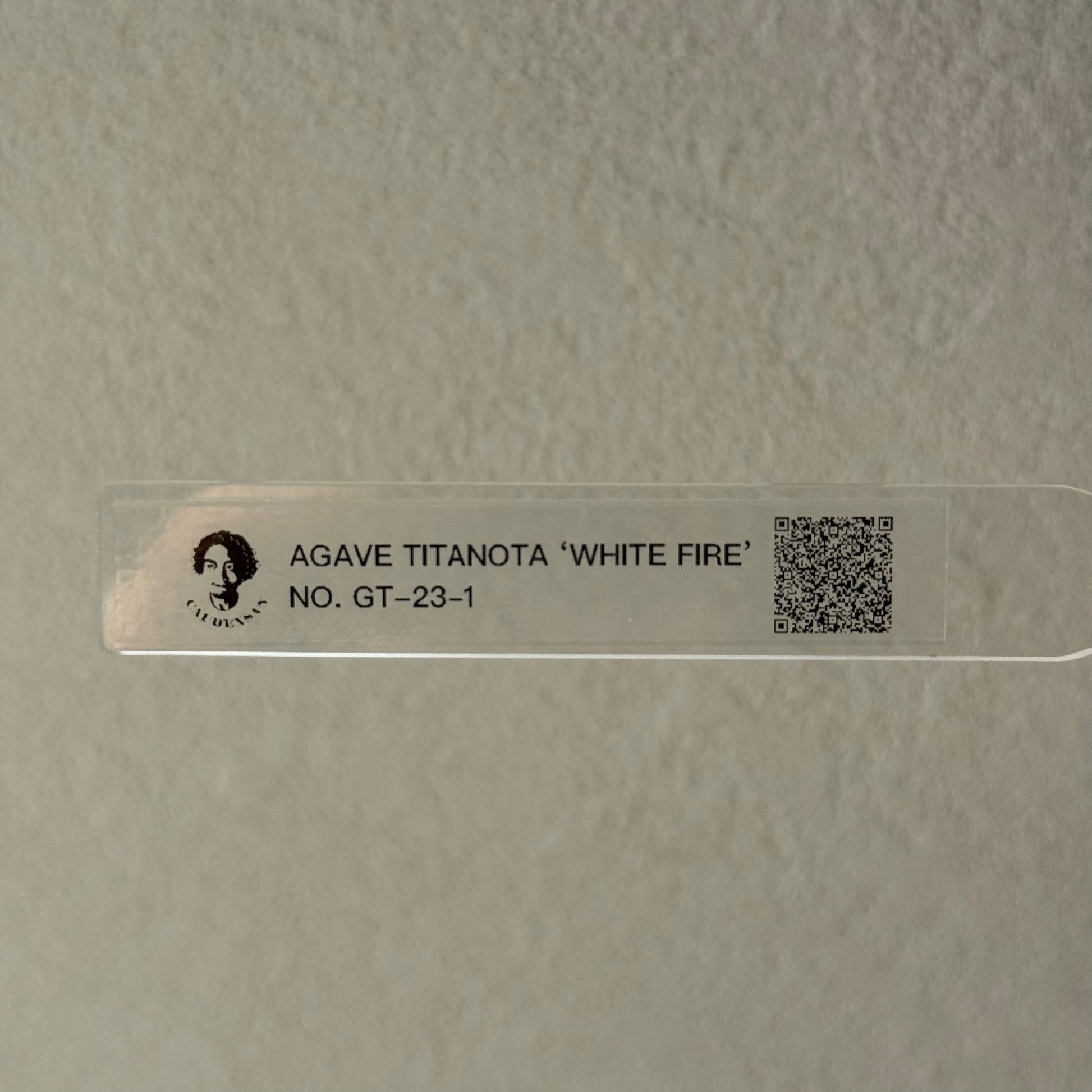 【CAUDEXSAN】<br>アガベ チタノタ<br>ホワイトファイヤー<br>'White fire' GT-23-1