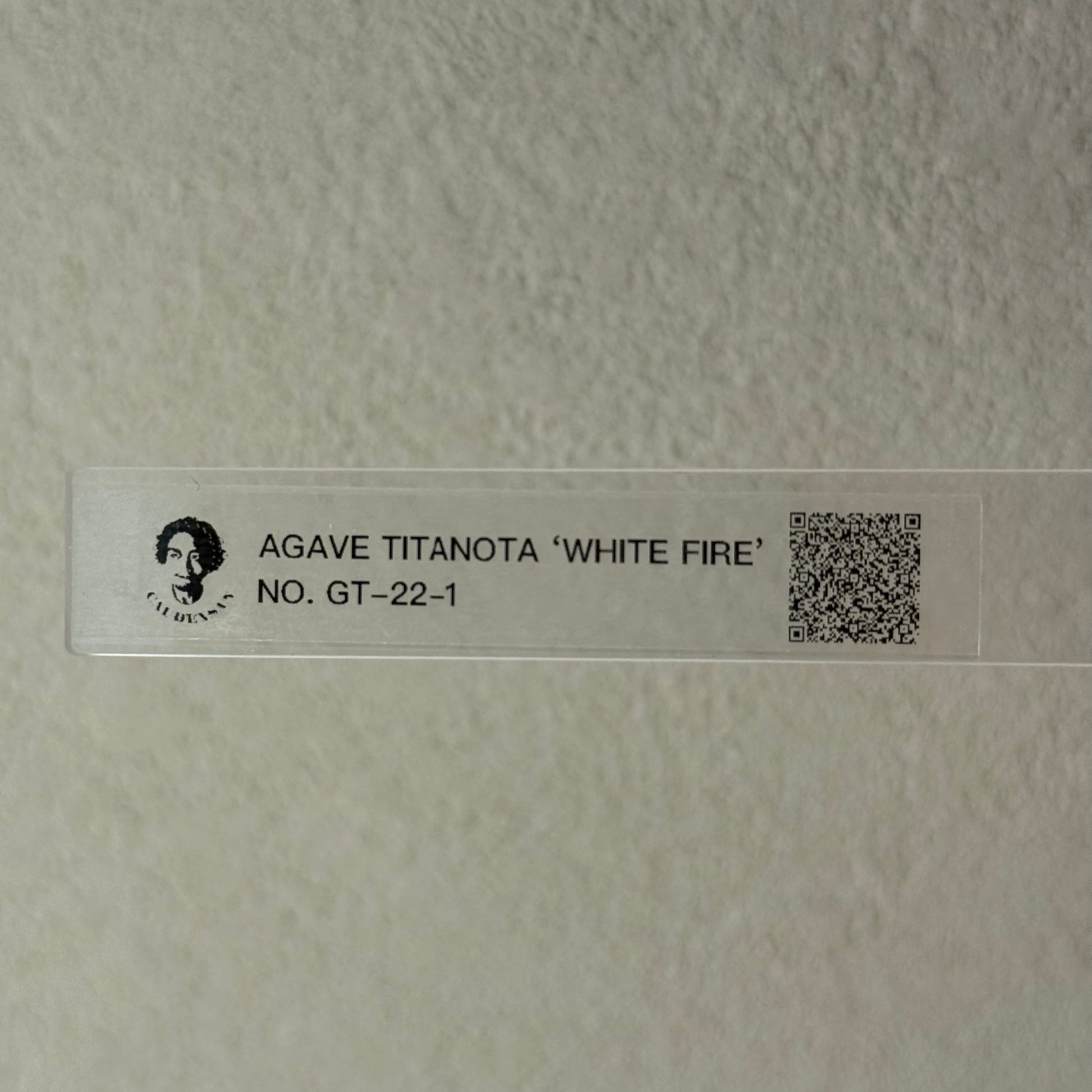 【CAUDEXSAN】<br>アガベ チタノタ<br>ホワイトファイヤー<br>'White fire' GT-22-1