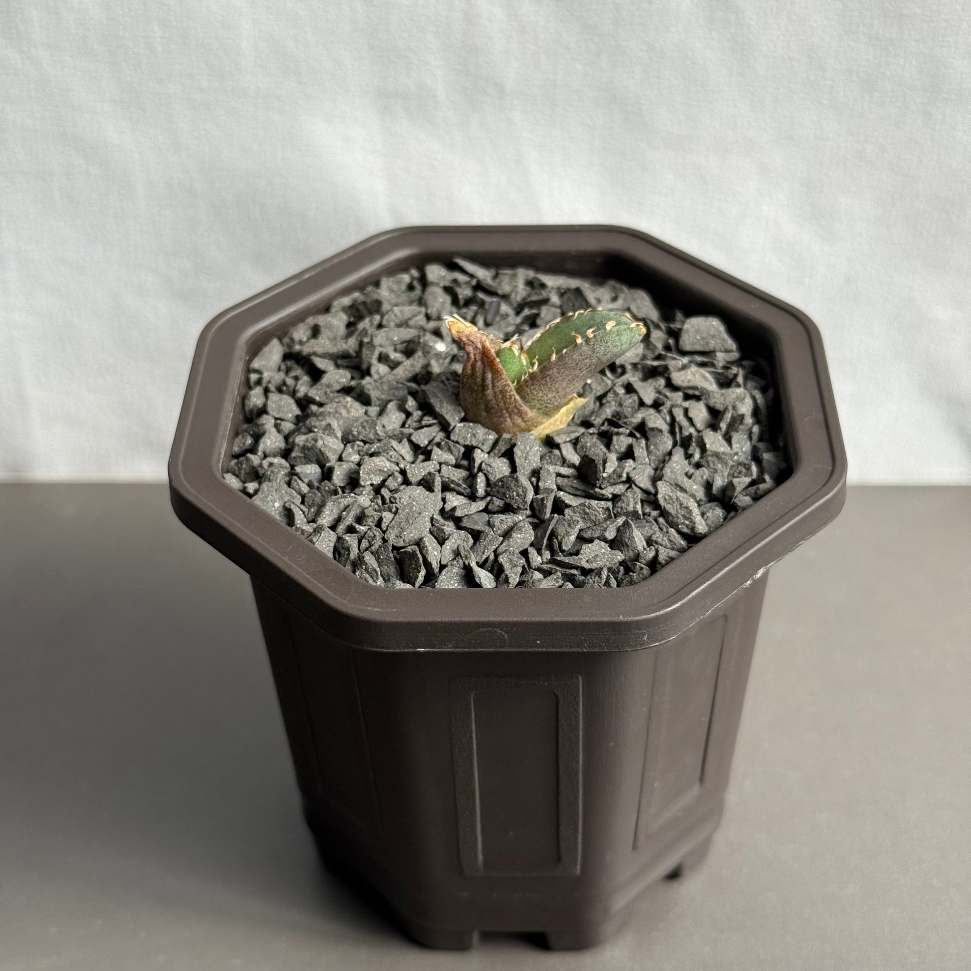 【CAUDEXSAN】<br>アガベ チタノタ 龍瞳<br>'Dragon Eyes' GT-1-1