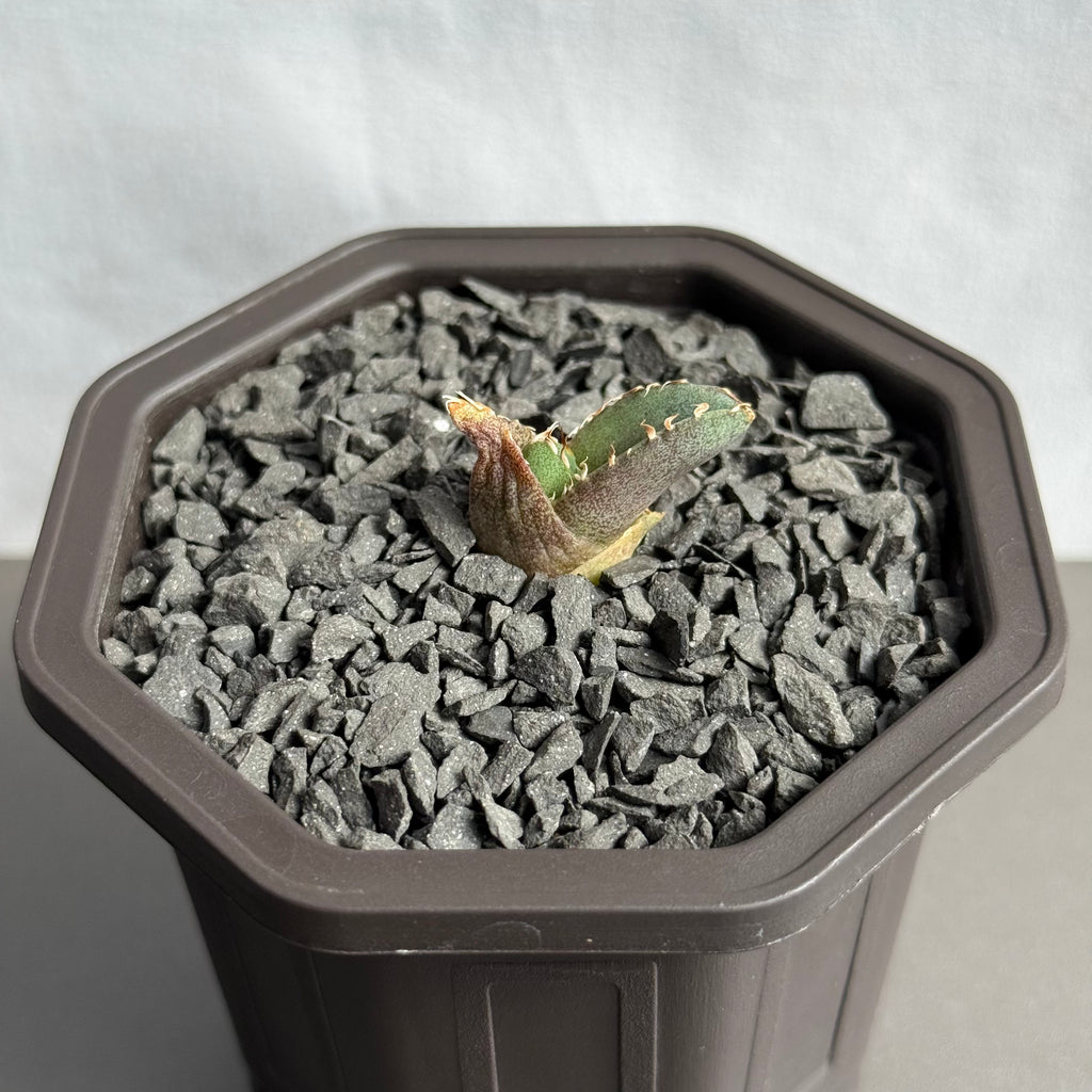 【CAUDEXSAN】<br>アガベ チタノタ 龍瞳<br>'Dragon Eyes' GT-1-1