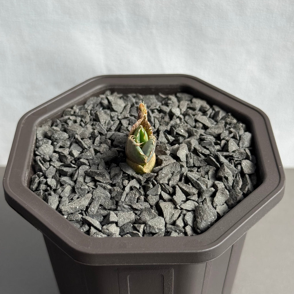 【CAUDEXSAN】<br>アガベ チタノタ 龍瞳<br>'Dragon Eyes' GT-1-1