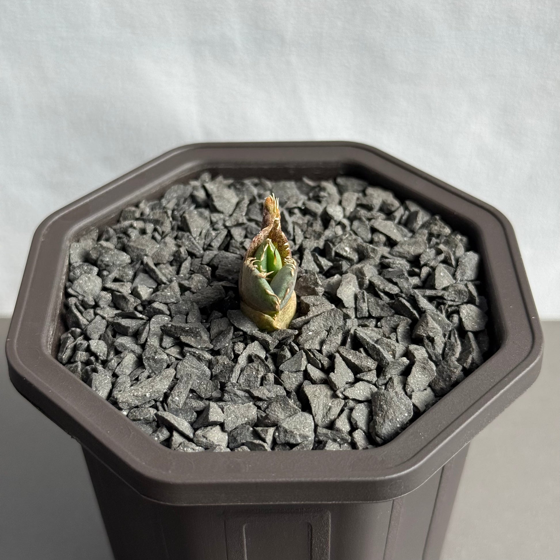 【CAUDEXSAN】<br>アガベ チタノタ 龍瞳<br>'Dragon Eyes' GT-1-1