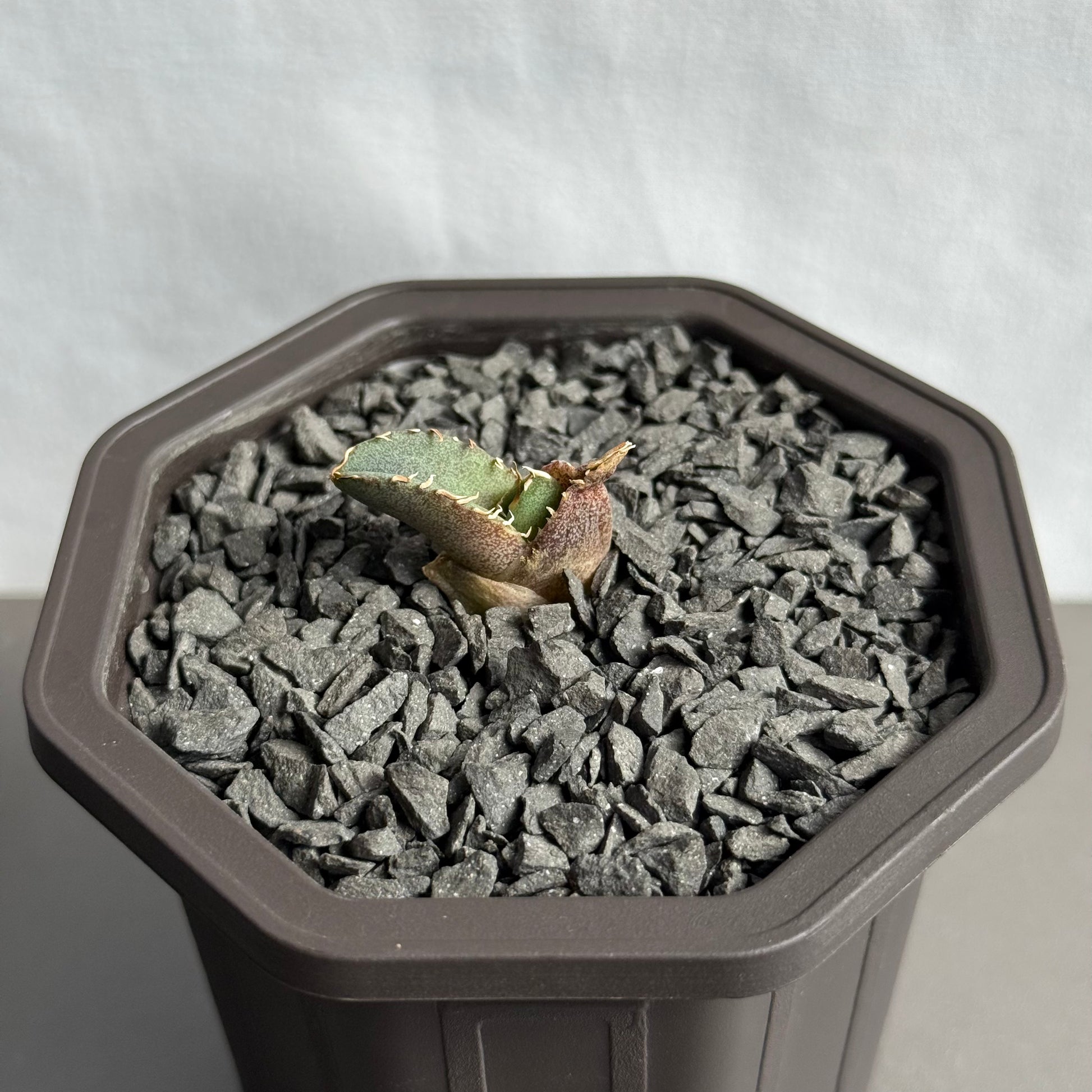 【CAUDEXSAN】<br>アガベ チタノタ 龍瞳<br>'Dragon Eyes' GT-1-1