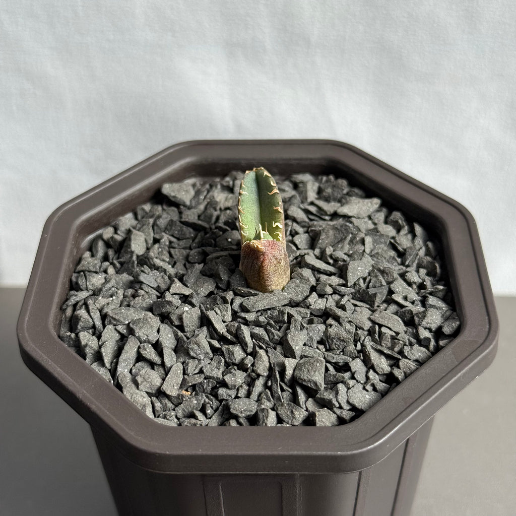 【CAUDEXSAN】<br>アガベ チタノタ 龍瞳<br>'Dragon Eyes' GT-1-1