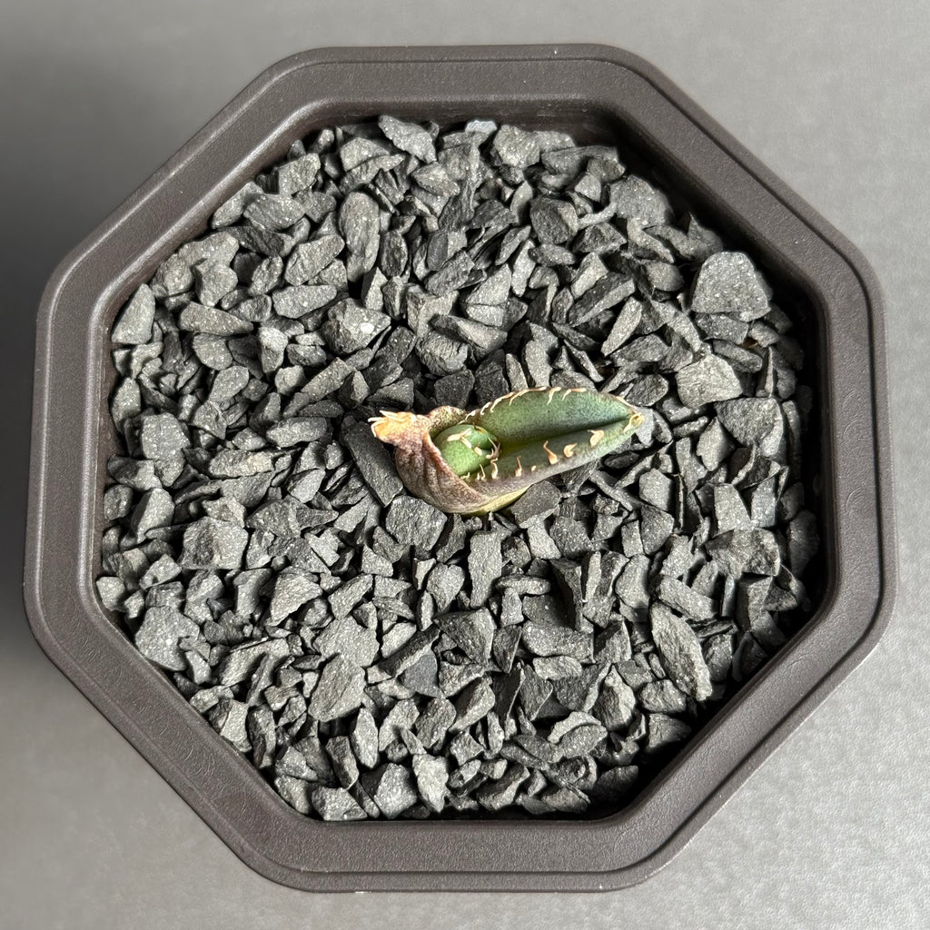 【CAUDEXSAN】<br>アガベ チタノタ 龍瞳<br>'Dragon Eyes' GT-1-1