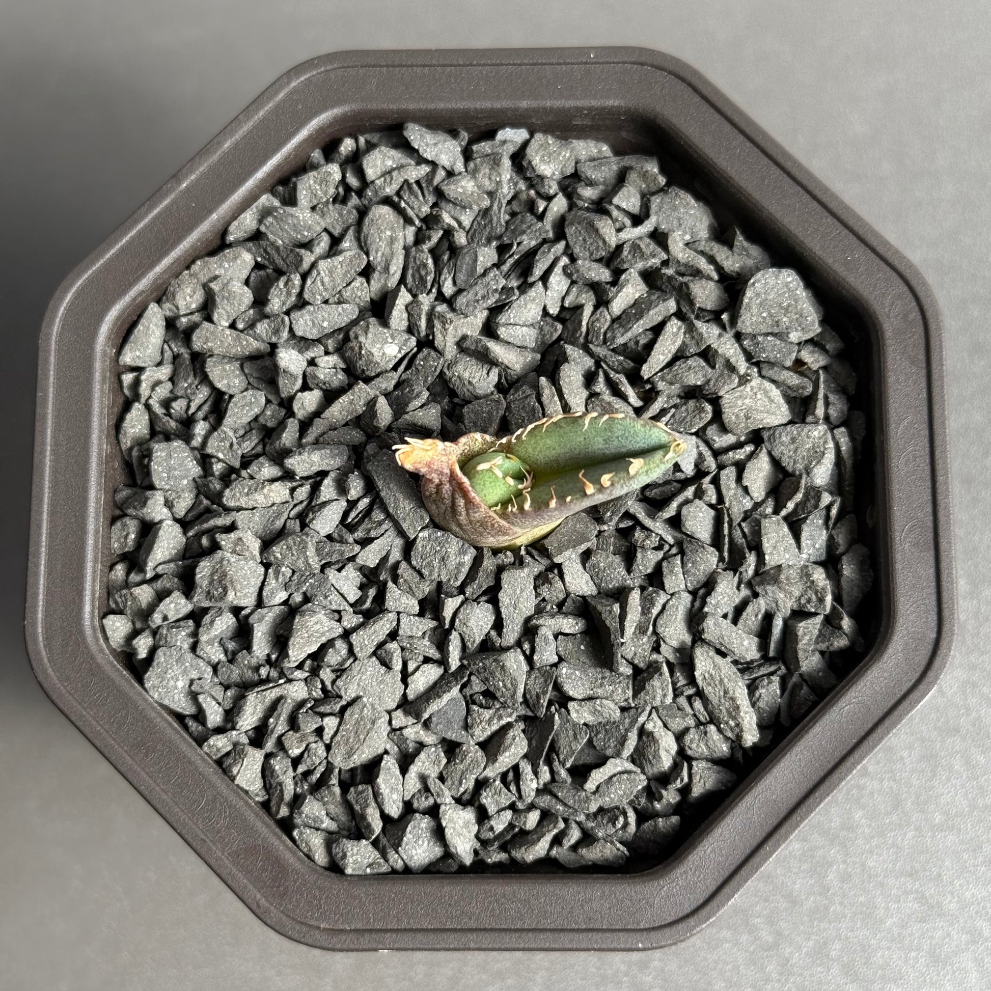 【CAUDEXSAN】<br>アガベ チタノタ 龍瞳<br>'Dragon Eyes' GT-1-1