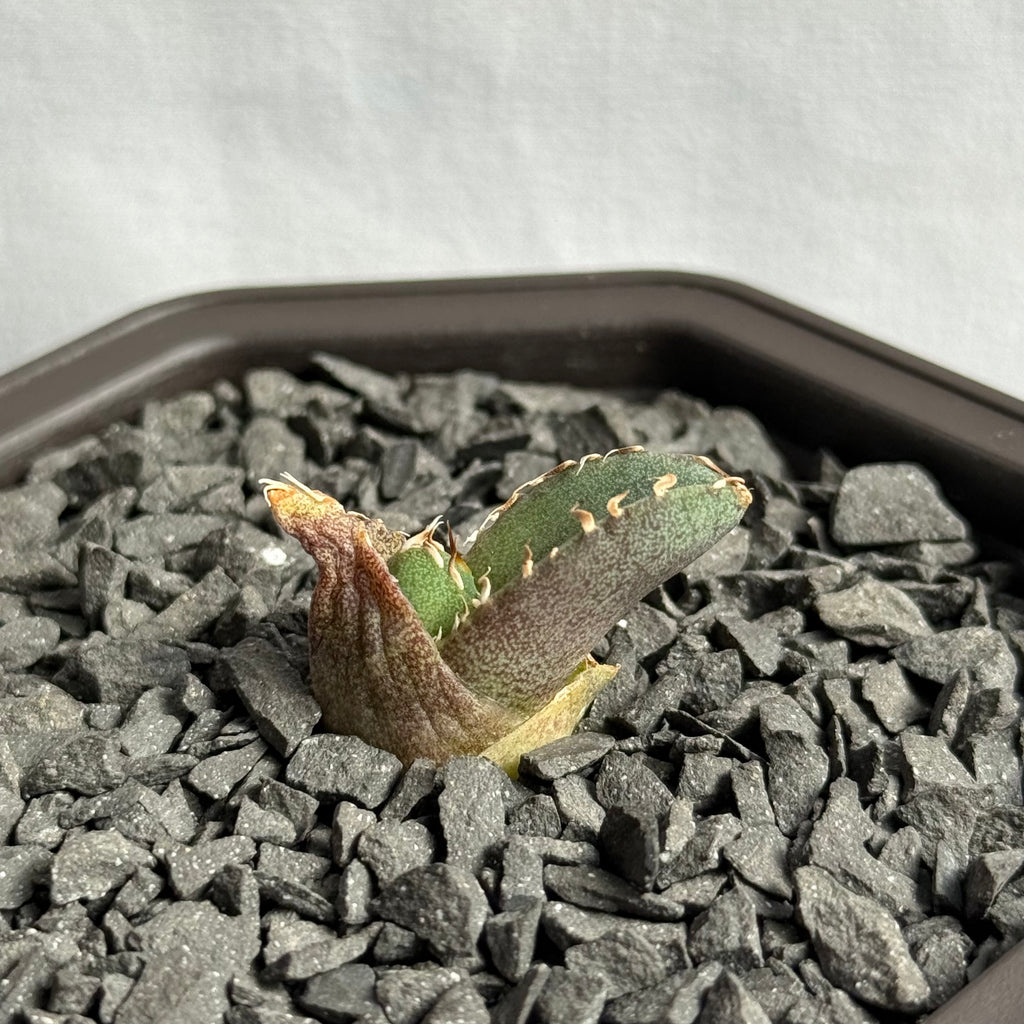 【CAUDEXSAN】<br>アガベ チタノタ 龍瞳<br>'Dragon Eyes' GT-1-1