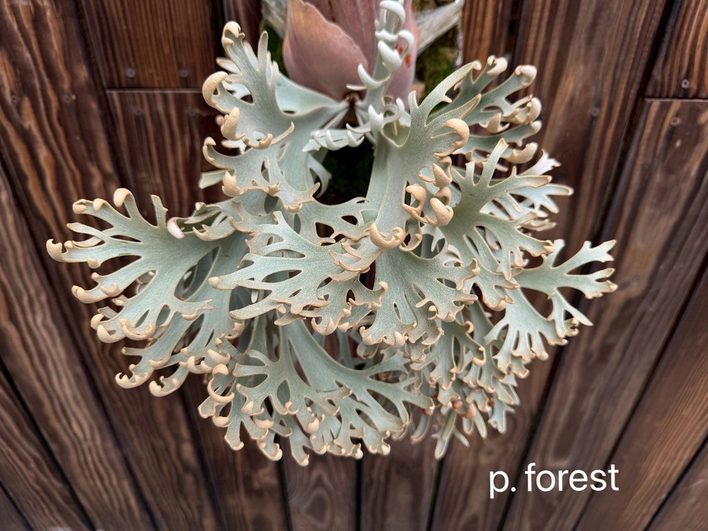 P. willinckii 'Forest'<br>子株 J-25