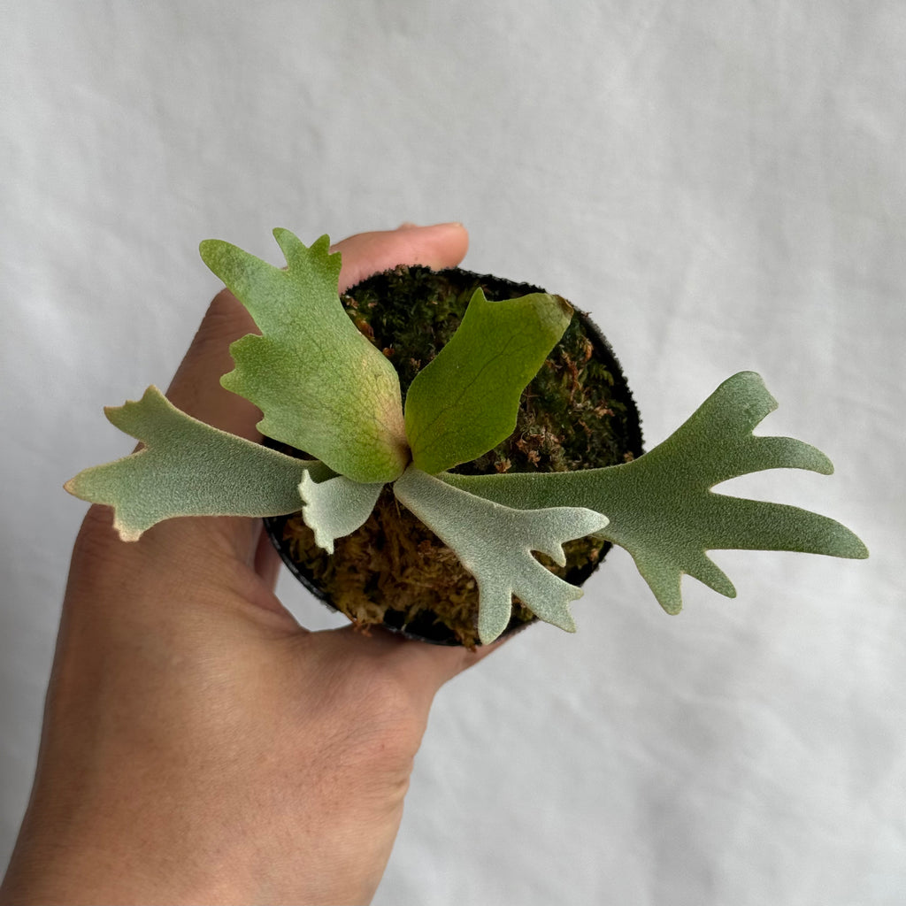 P. willinckii 'Forest'<br>子株 J-25