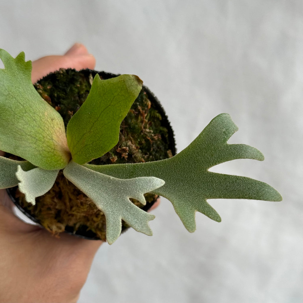 P. willinckii 'Forest'<br>子株 J-25