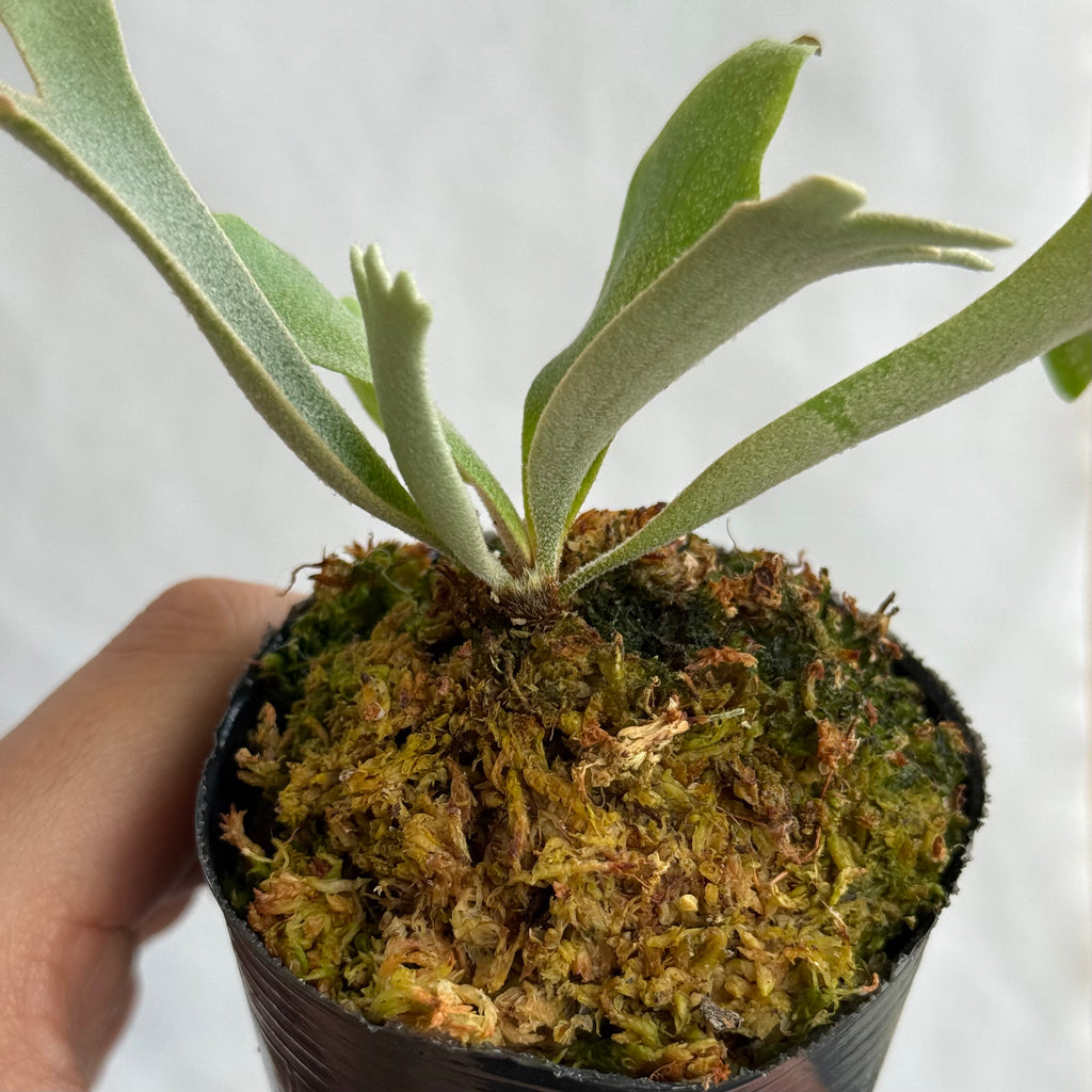 P. willinckii 'Forest'<br>子株 J-25