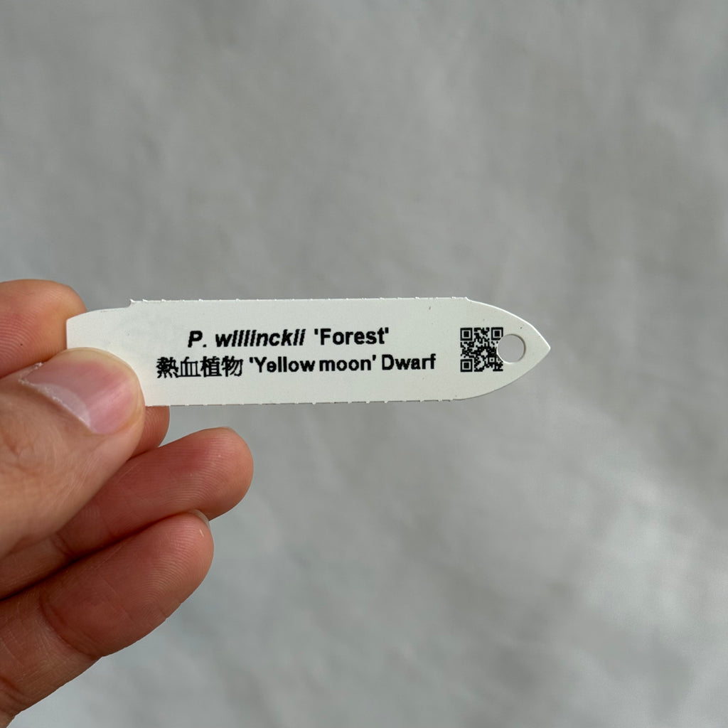 P. willinckii 'Forest'<br>子株 J-25