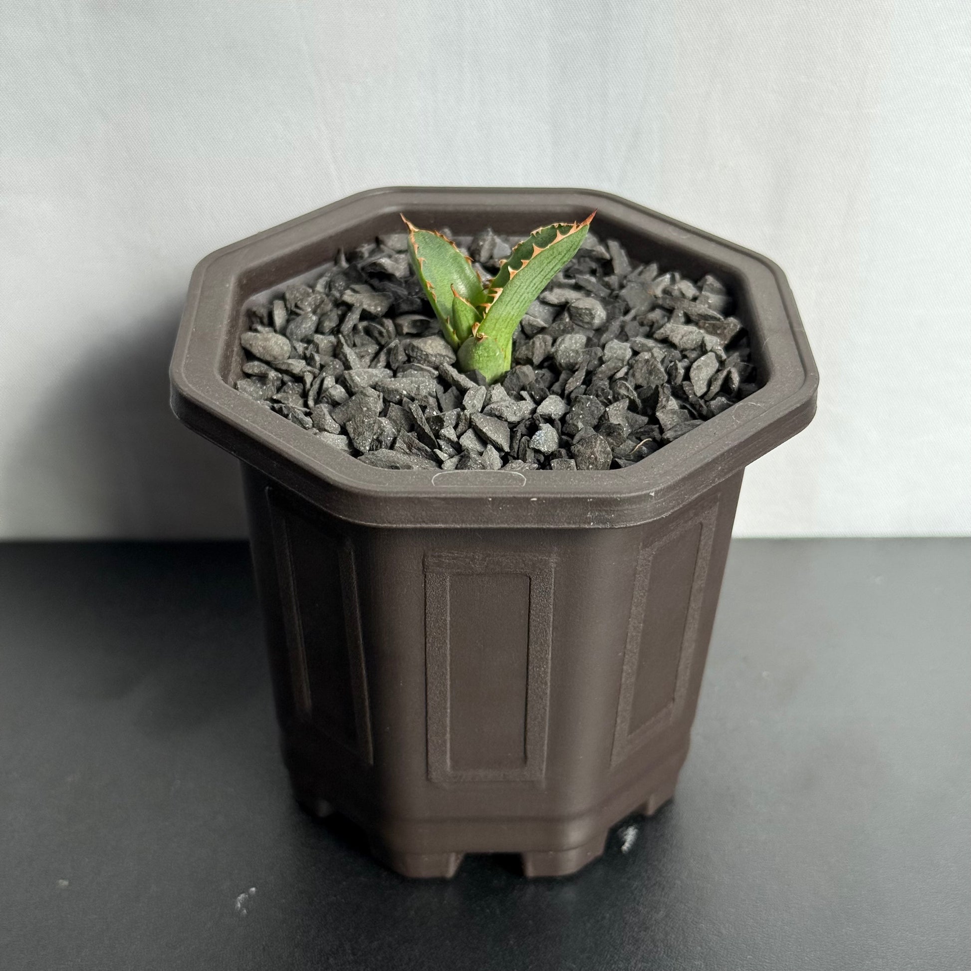 【CAUDEXSAN】<br>アガベ サハイブリッド<br> 万代X厳龍 GT-35-1