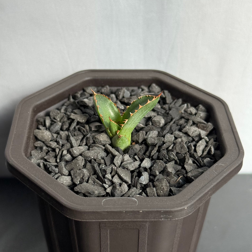 【CAUDEXSAN】<br>アガベ サハイブリッド<br> 万代X厳龍 GT-35-1