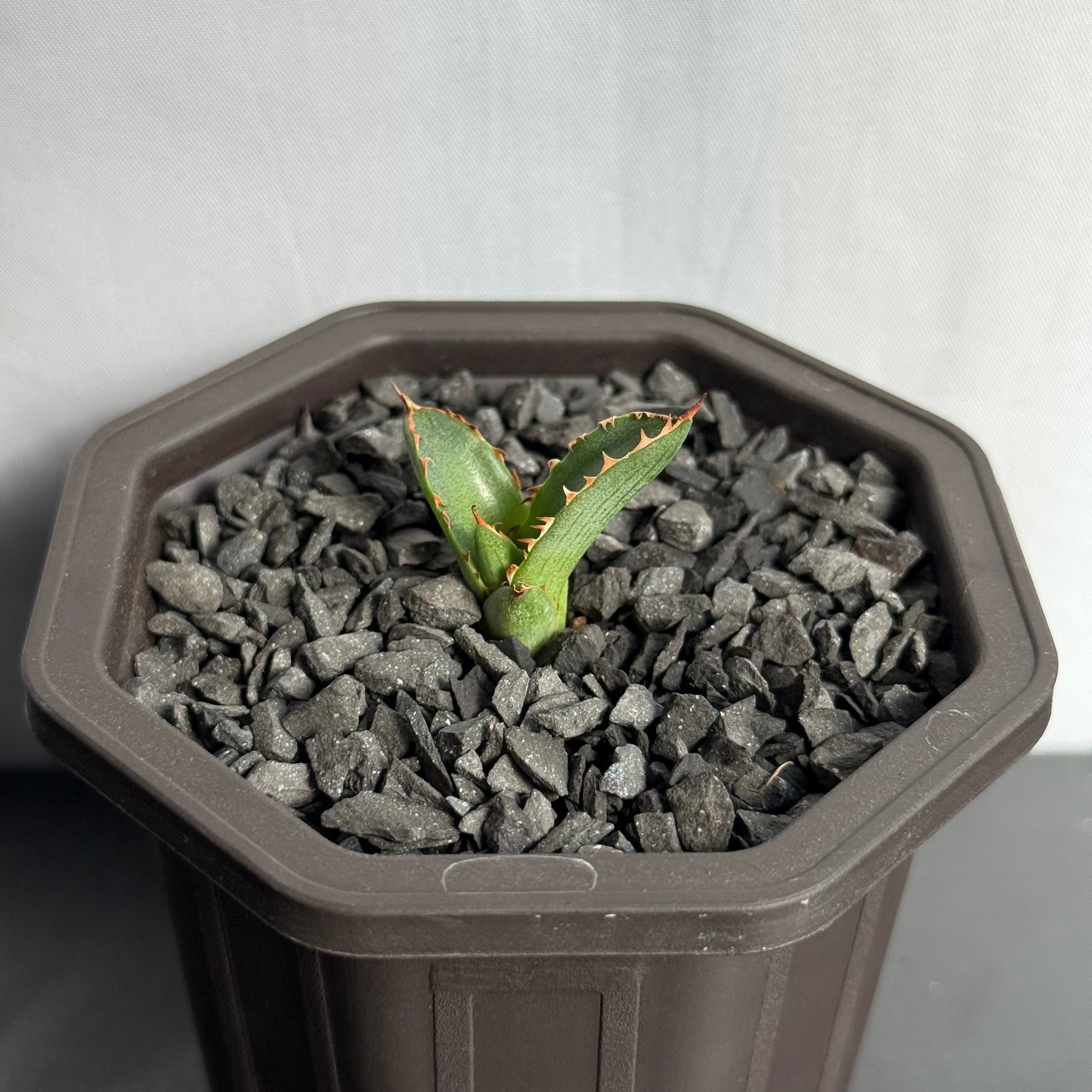 【CAUDEXSAN】<br>アガベ サハイブリッド<br> 万代X厳龍 GT-35-1