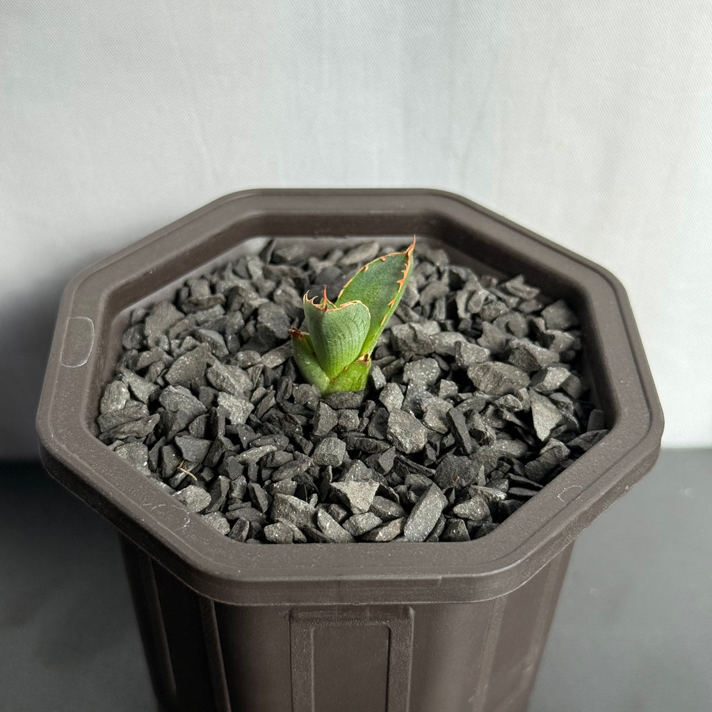 【CAUDEXSAN】<br>アガベ サハイブリッド<br> 万代X厳龍 GT-35-1