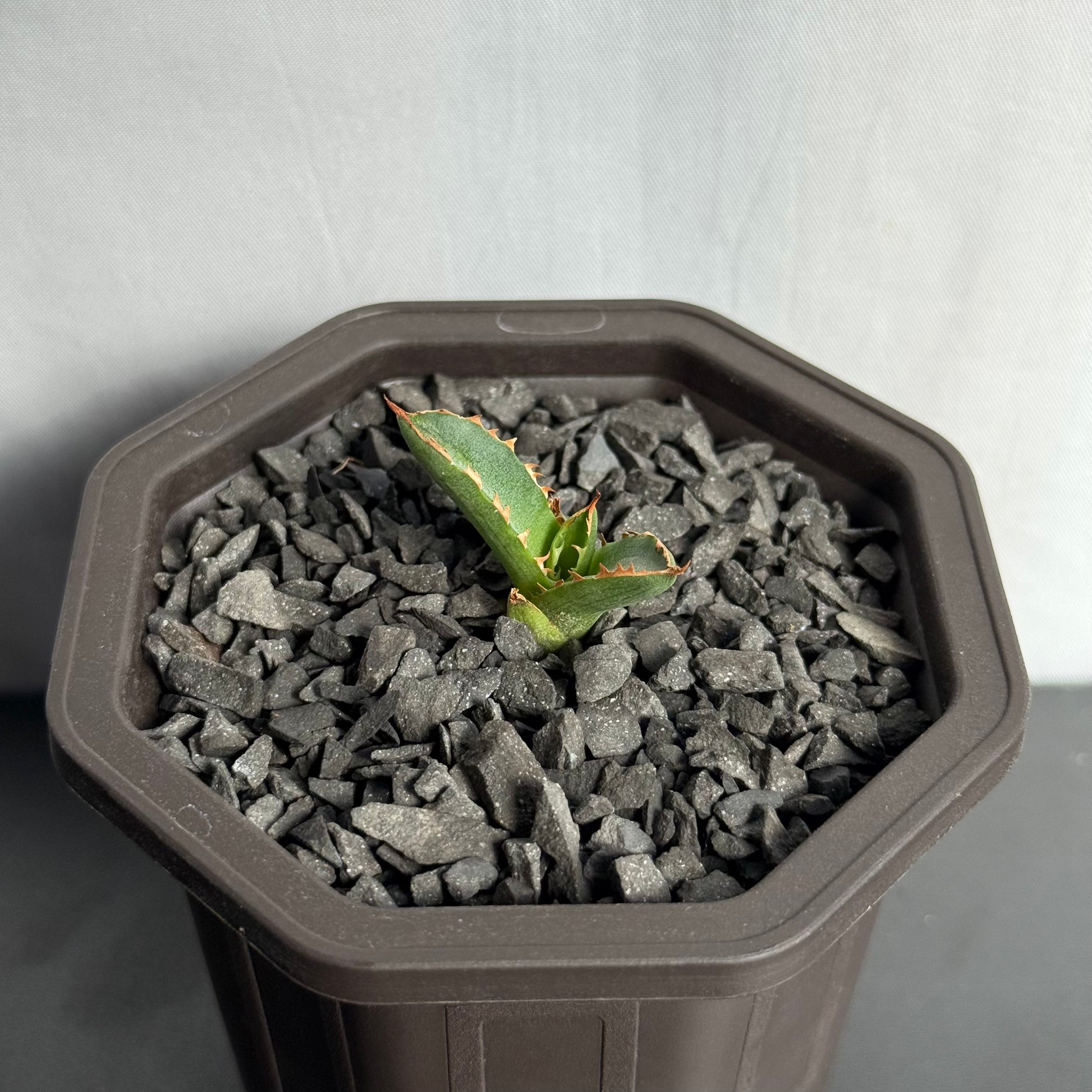 【CAUDEXSAN】<br>アガベ サハイブリッド<br> 万代X厳龍 GT-35-1