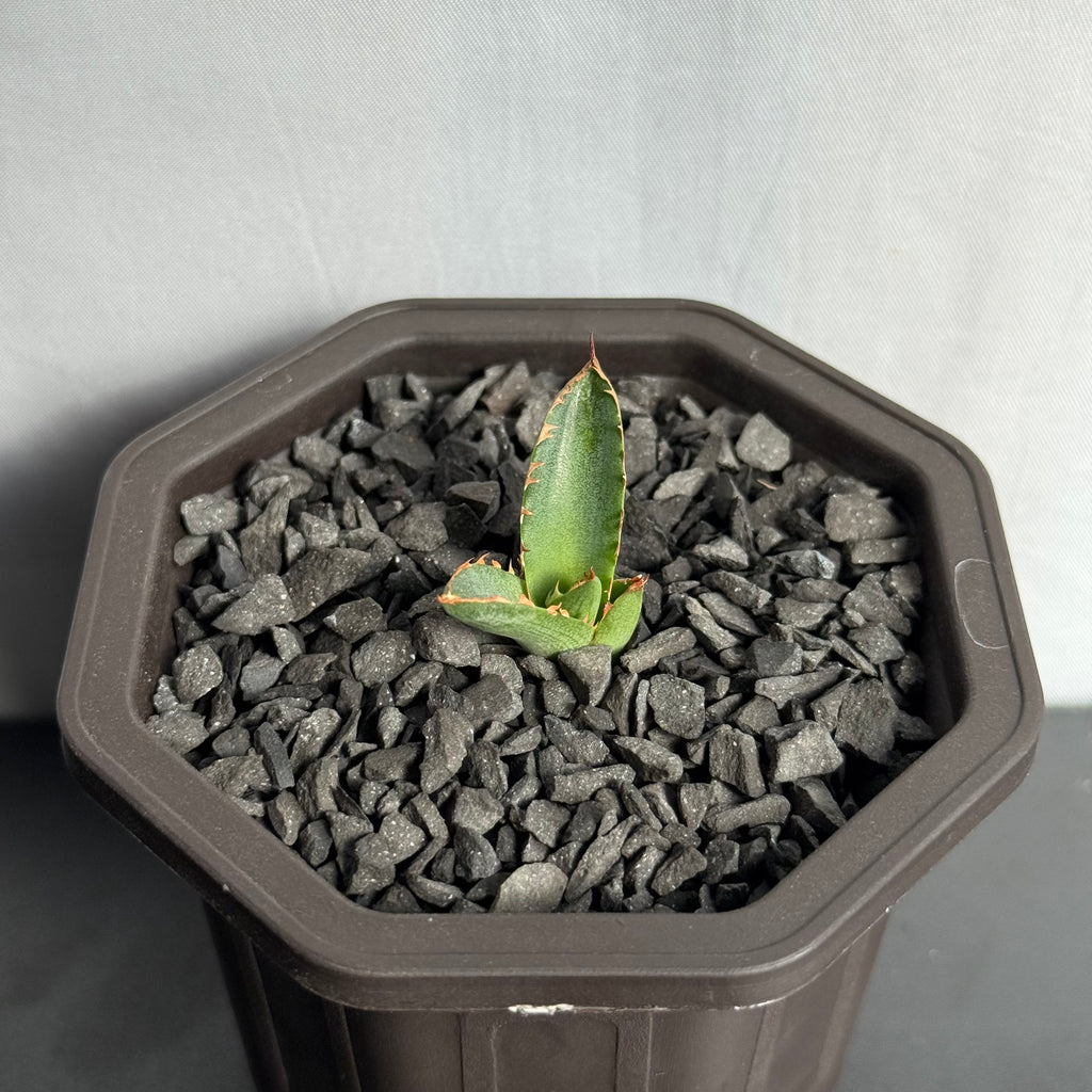 【CAUDEXSAN】<br>アガベ サハイブリッド<br> 万代X厳龍 GT-35-1