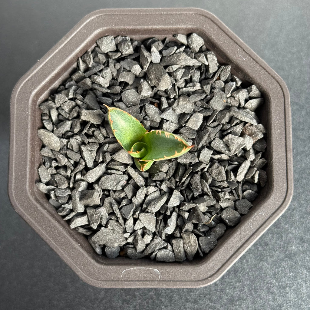 【CAUDEXSAN】<br>アガベ サハイブリッド<br> 万代X厳龍 GT-35-1