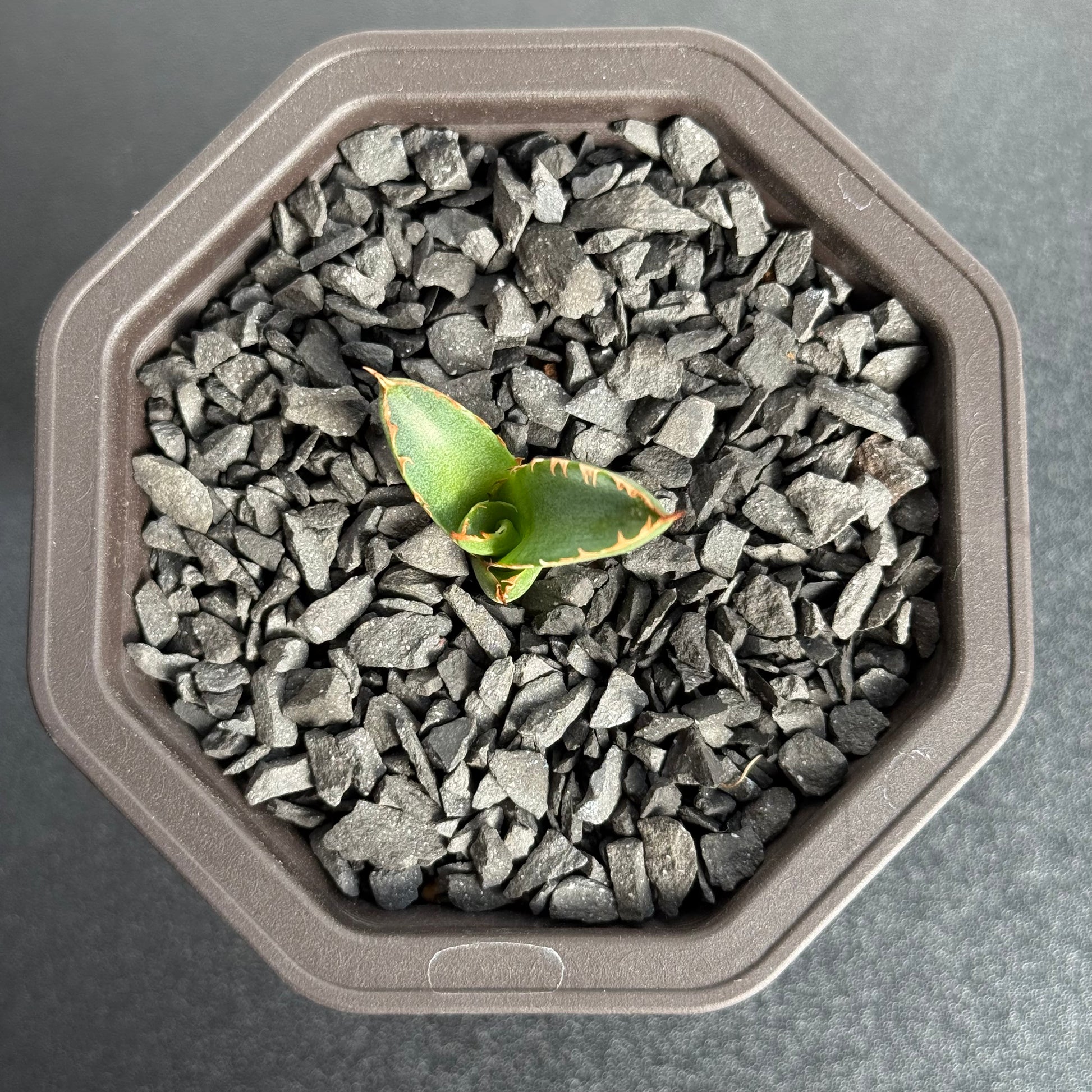 【CAUDEXSAN】<br>アガベ サハイブリッド<br> 万代X厳龍 GT-35-1