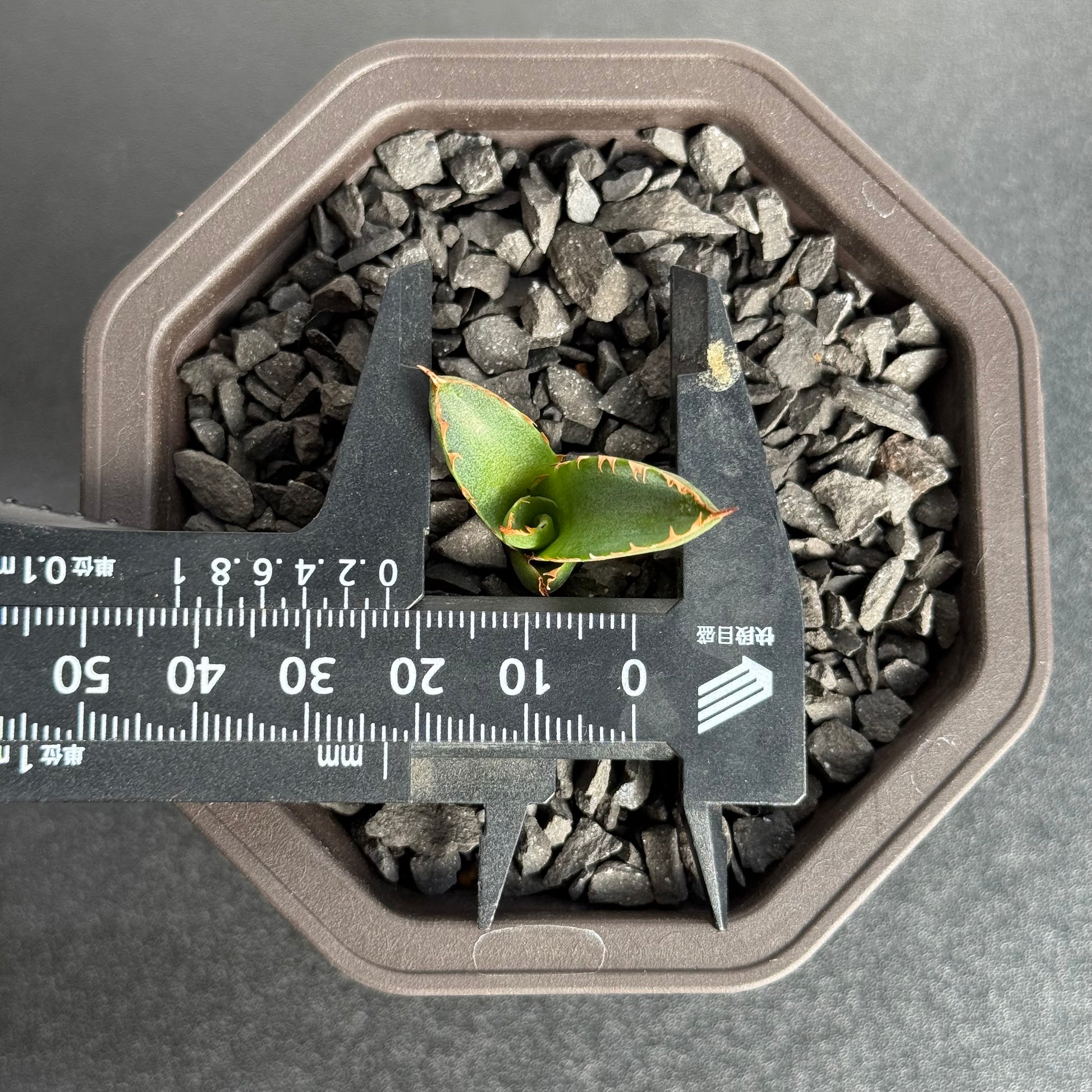 【CAUDEXSAN】<br>アガベ サハイブリッド<br> 万代X厳龍 GT-35-1