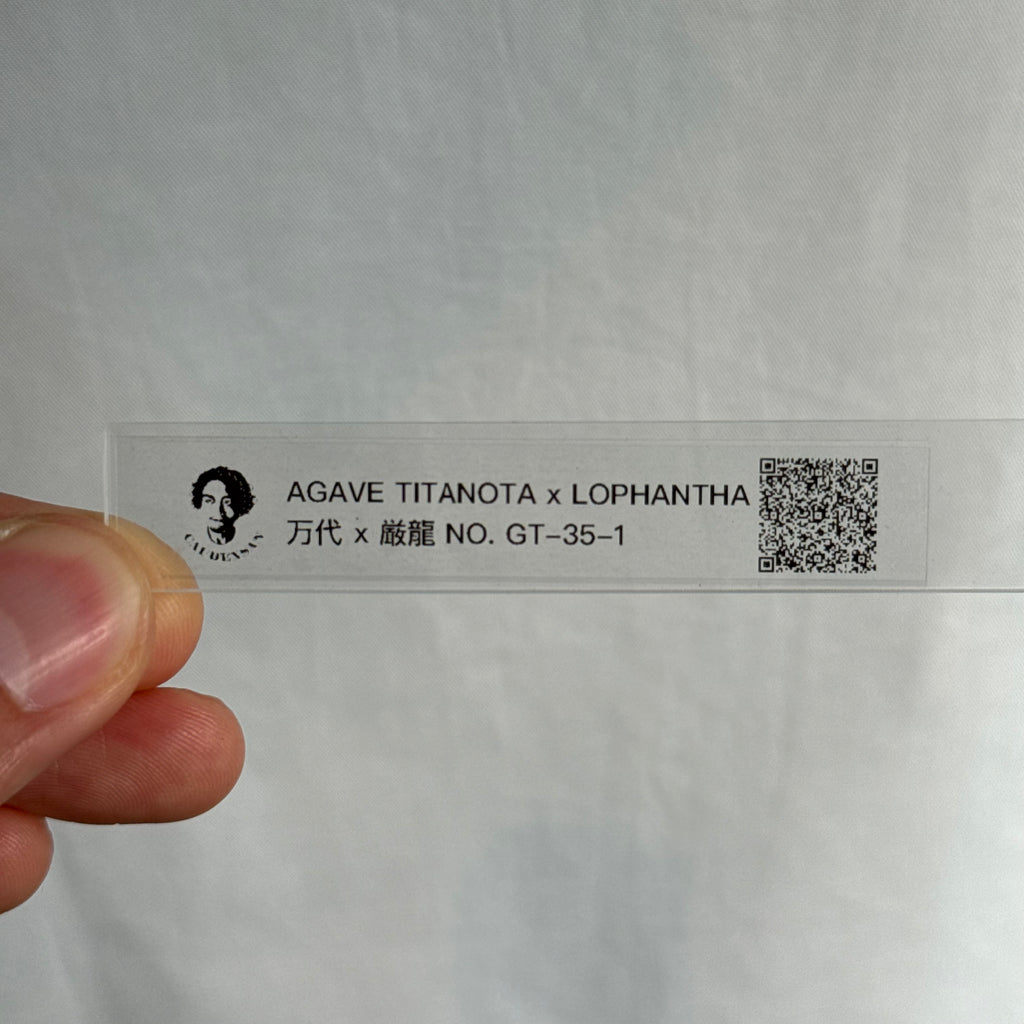 【CAUDEXSAN】<br>アガベ サハイブリッド<br> 万代X厳龍 GT-35-1